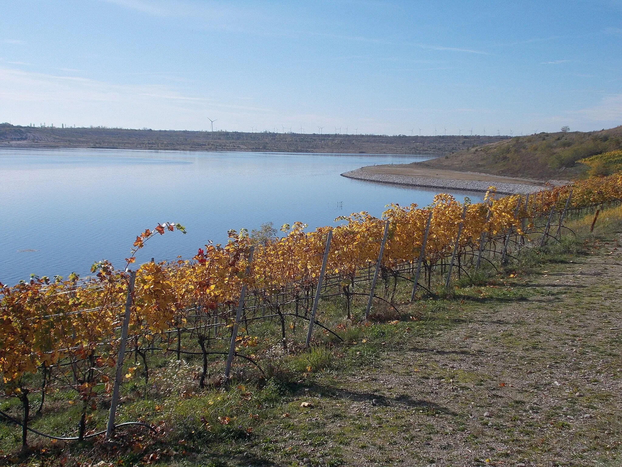 Photo showing: Der Weinberg am Großräschener See ist ein Weinberg im Land Brandenburg. Aufgerebt 2012 und 2013 an einer stehengebliebenen Böschung des ehemaligen Tagebaus Meuro auf natürlich gewachsenem Boden.