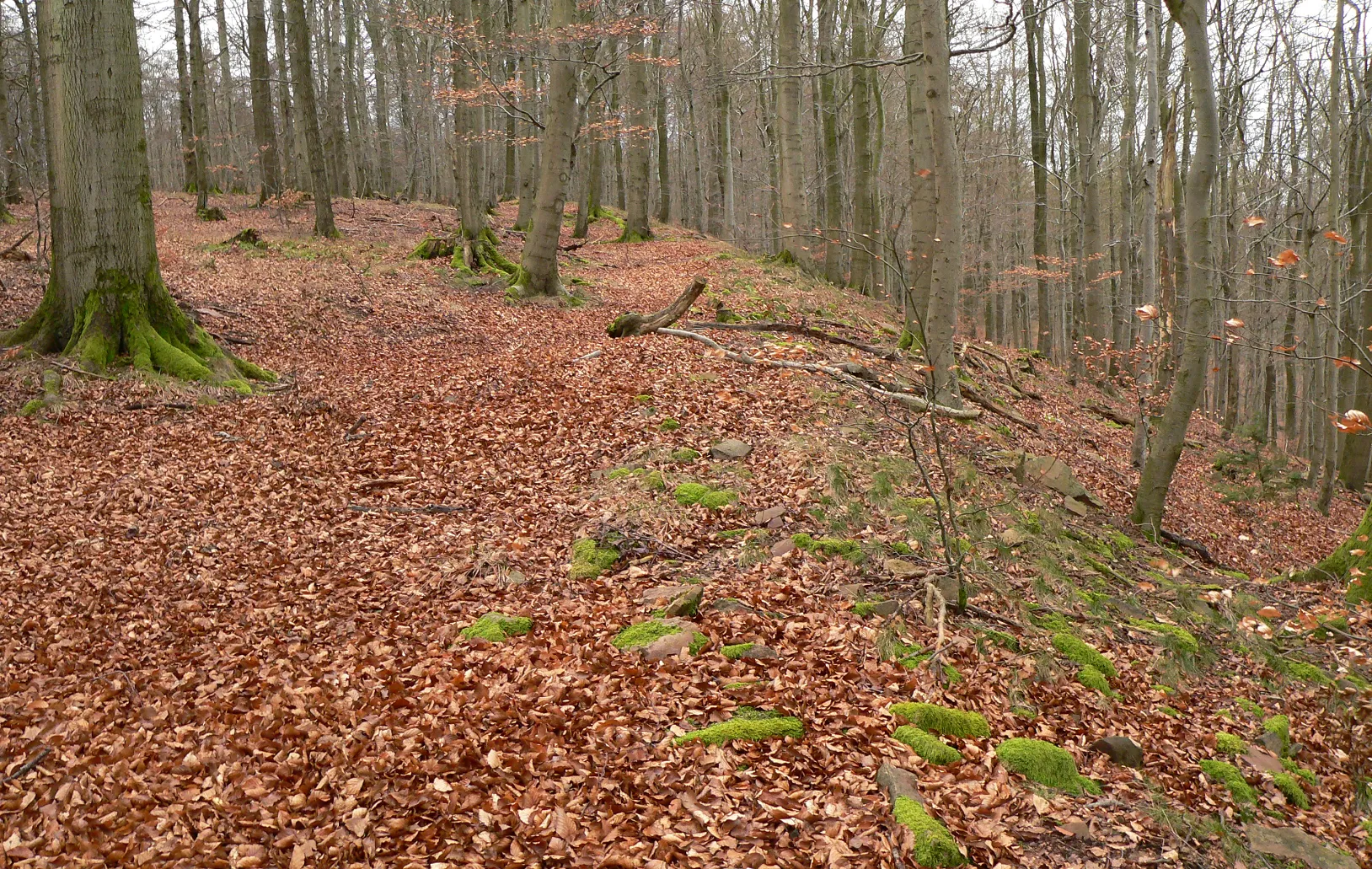 Photo showing: Hünenburg Hemeln, der flache und kaum wahrnehmbare Wall an der steil abfallenden Südseite