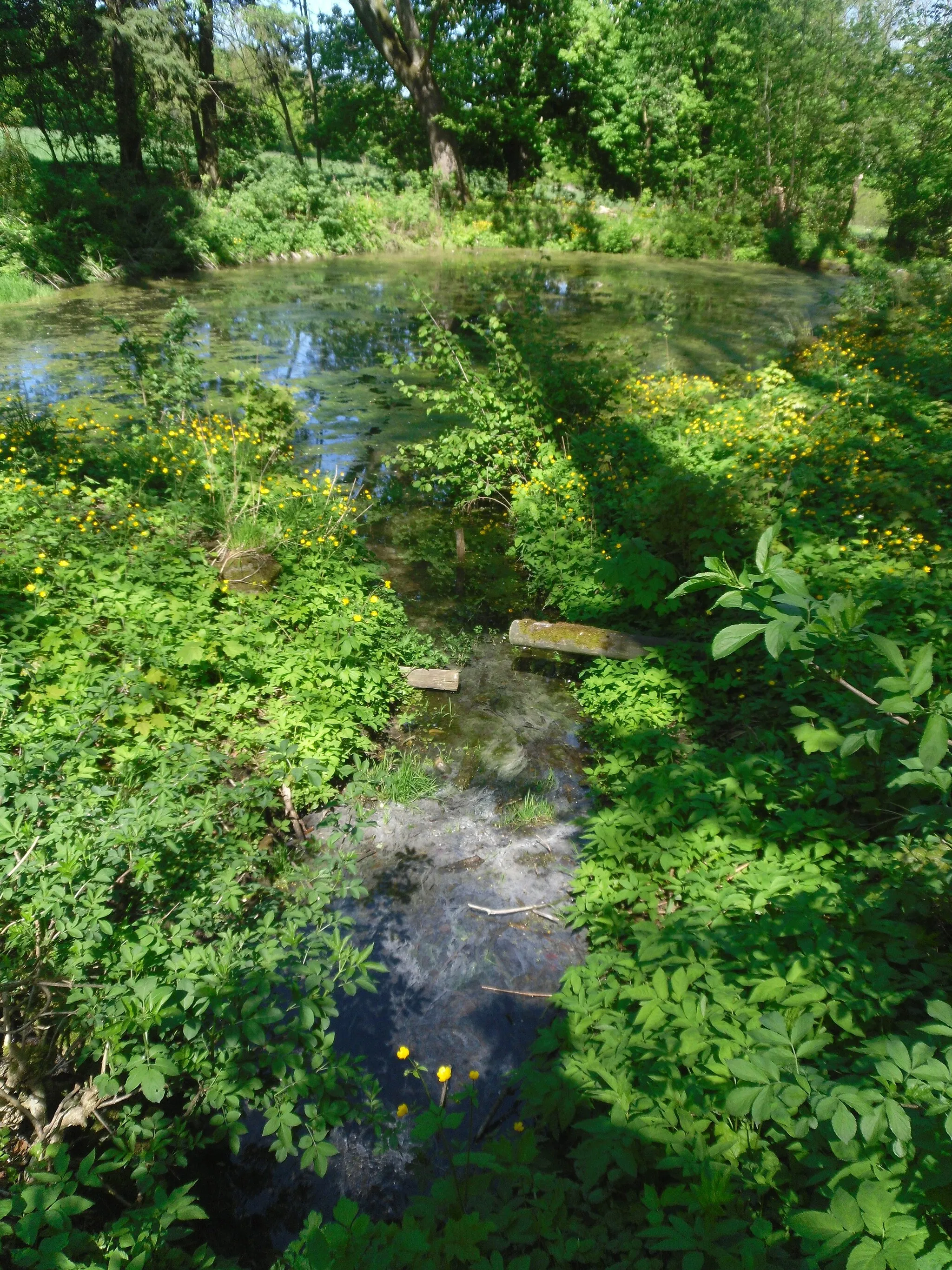 Photo showing: Teich an der Quelle des Schierpkebaches bei Langeleben im Elm