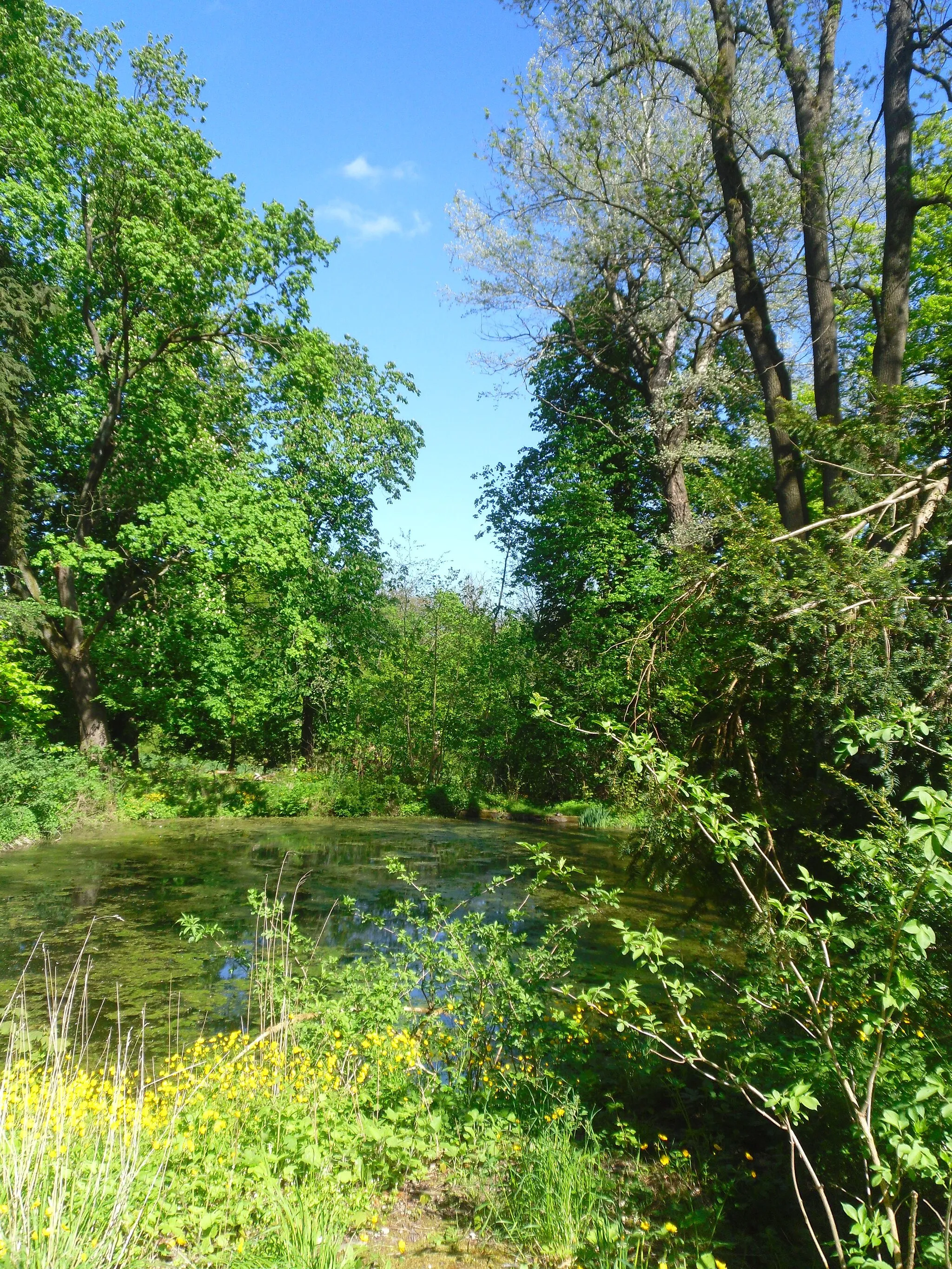 Photo showing: Teich an der Quelle des Schierpkebaches bei Langeleben im Elm