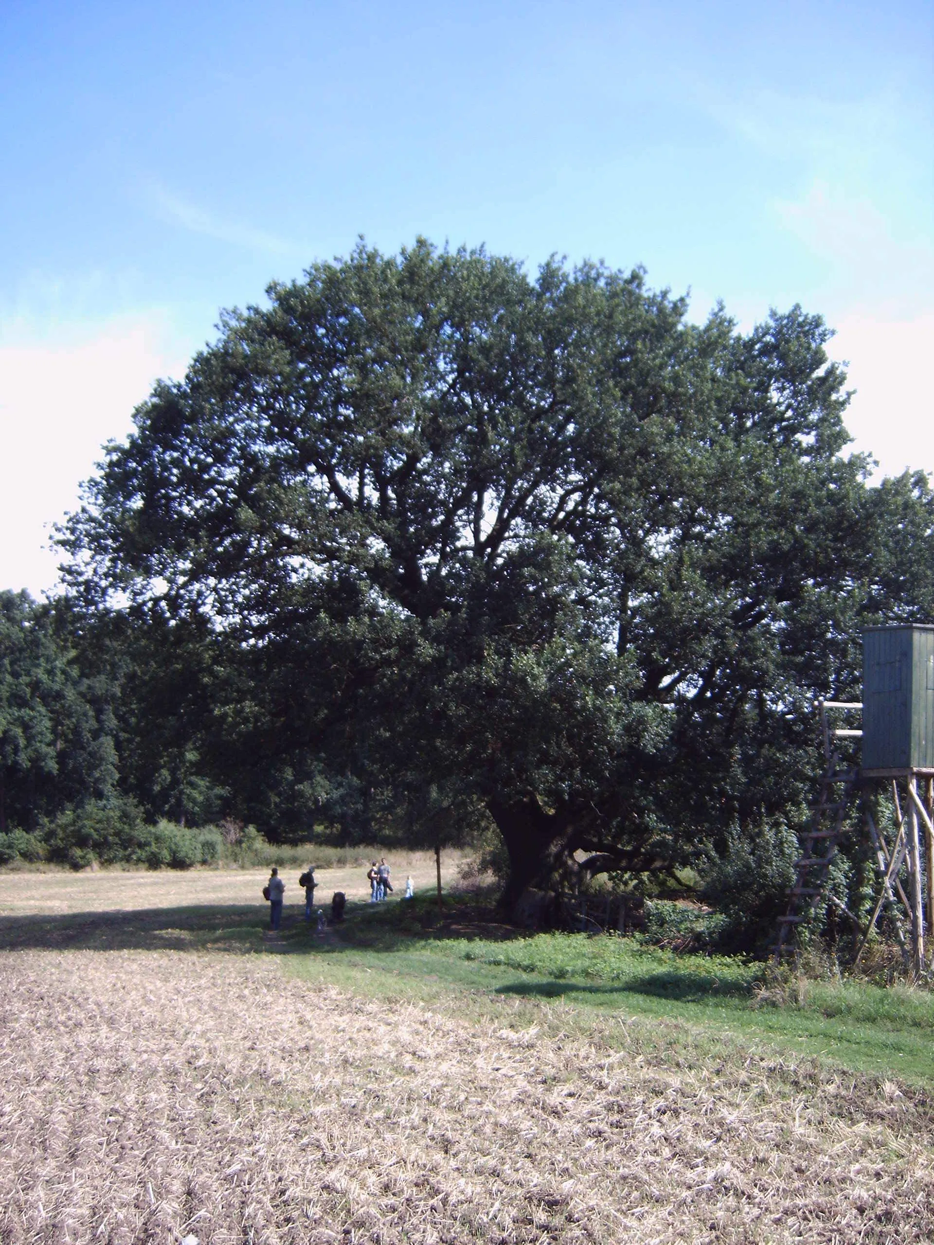 Photo showing: Die Ferchel-Eiche bei Wiepke und Zichtau in den Hellbergen in Sachsen-Anhalt