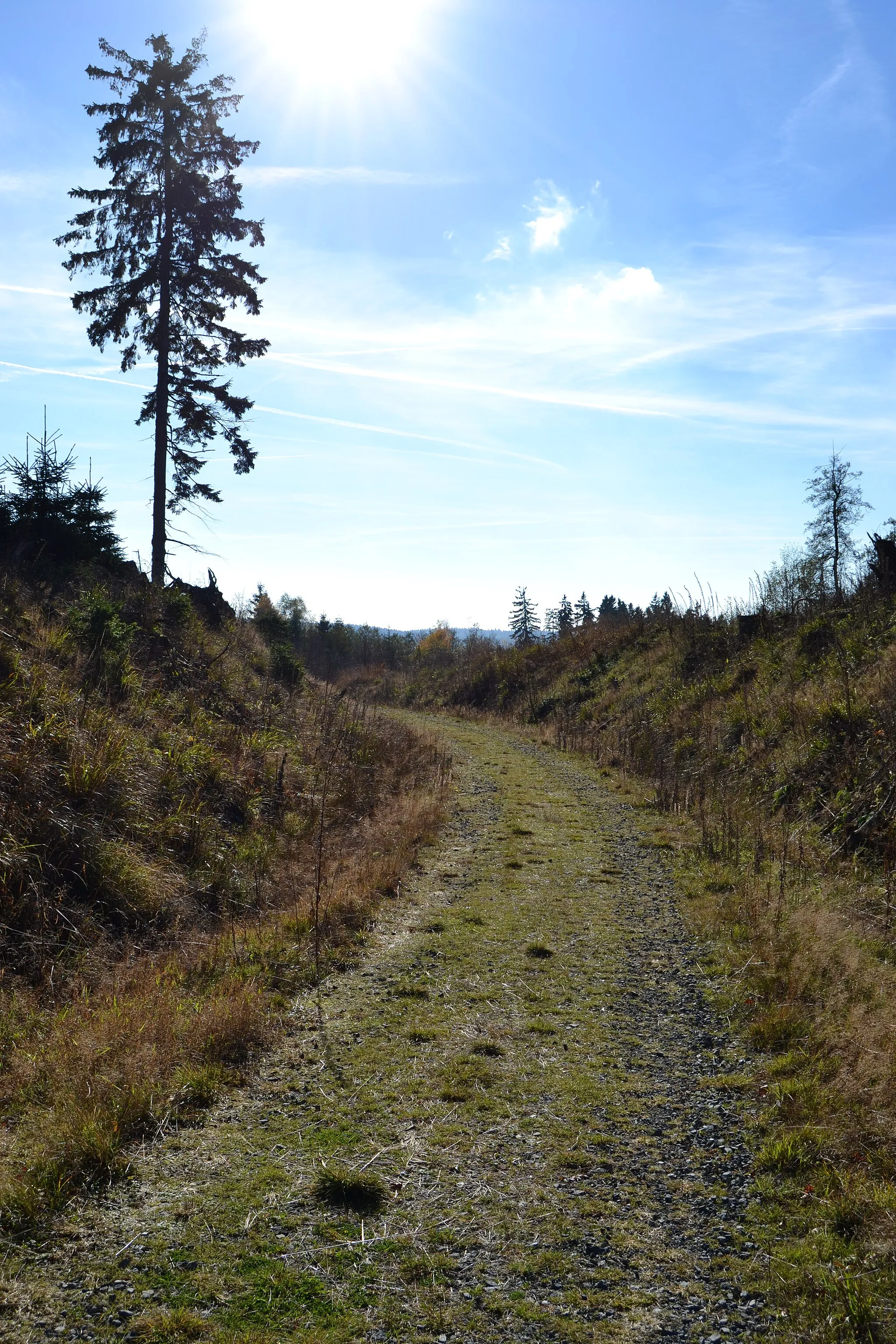 Photo showing: Trasse des Südharz-Eisenbahn-Radwanderweges auf der ehemaligen Bahntrasse kurz nach Überschreiten des Scheitelpunktes aus Richtung Brunnenbachsmühle, Blick Richtung Kaiserweg