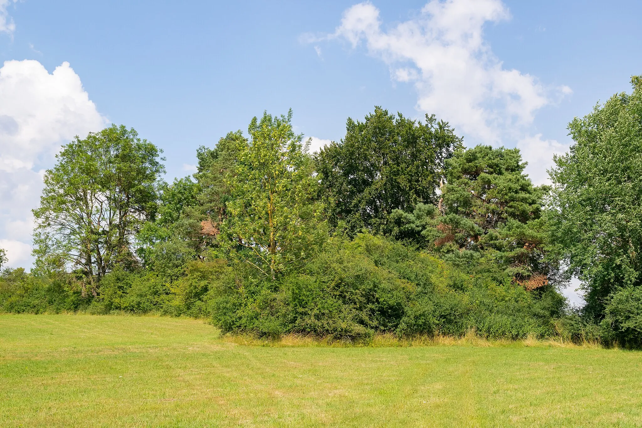 Photo showing: Naturschutzgebiet „Wandelnsberg“, Beverungen, Kreis Höxter