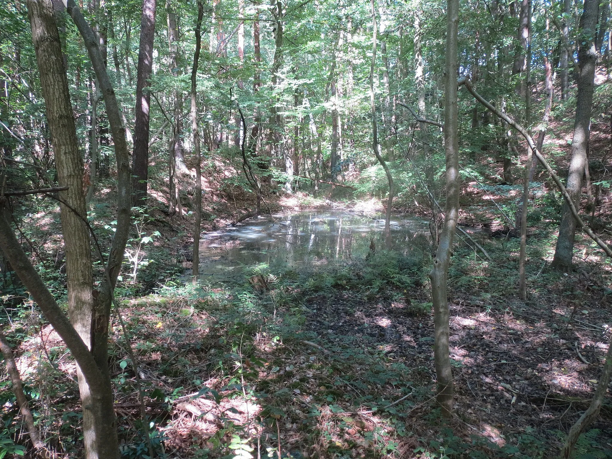 Photo showing: Waldstück auf ehemaliger Tonabbaufläche am Windmühlenberge, de:Helmstedt – sumpfiger Teich etwa in der Mitte des Waldstücks, östlich des Weges