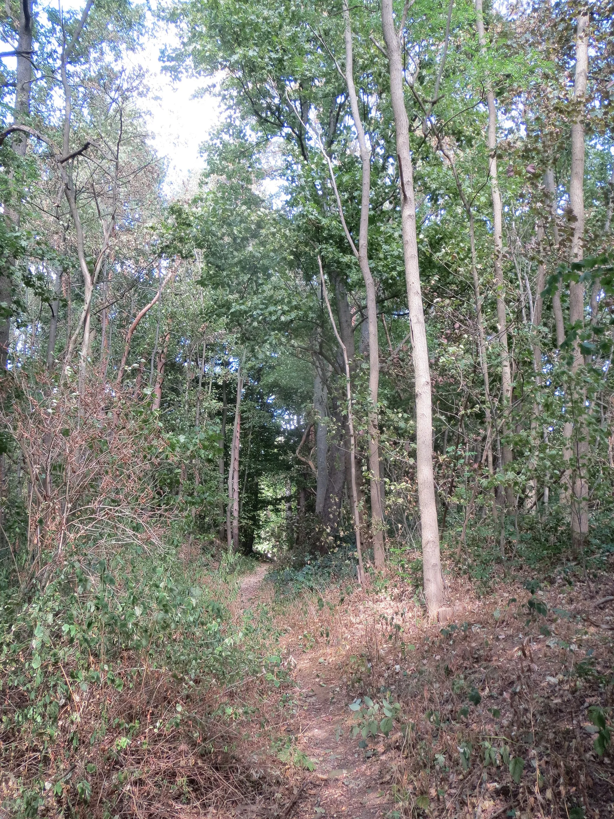 Photo showing: Waldstück auf ehemaliger Tonabbaufläche am Windmühlenberge, de:Helmstedt – auf dem Pfad durch das Waldstück am Südostende, Blick nach Nordosten