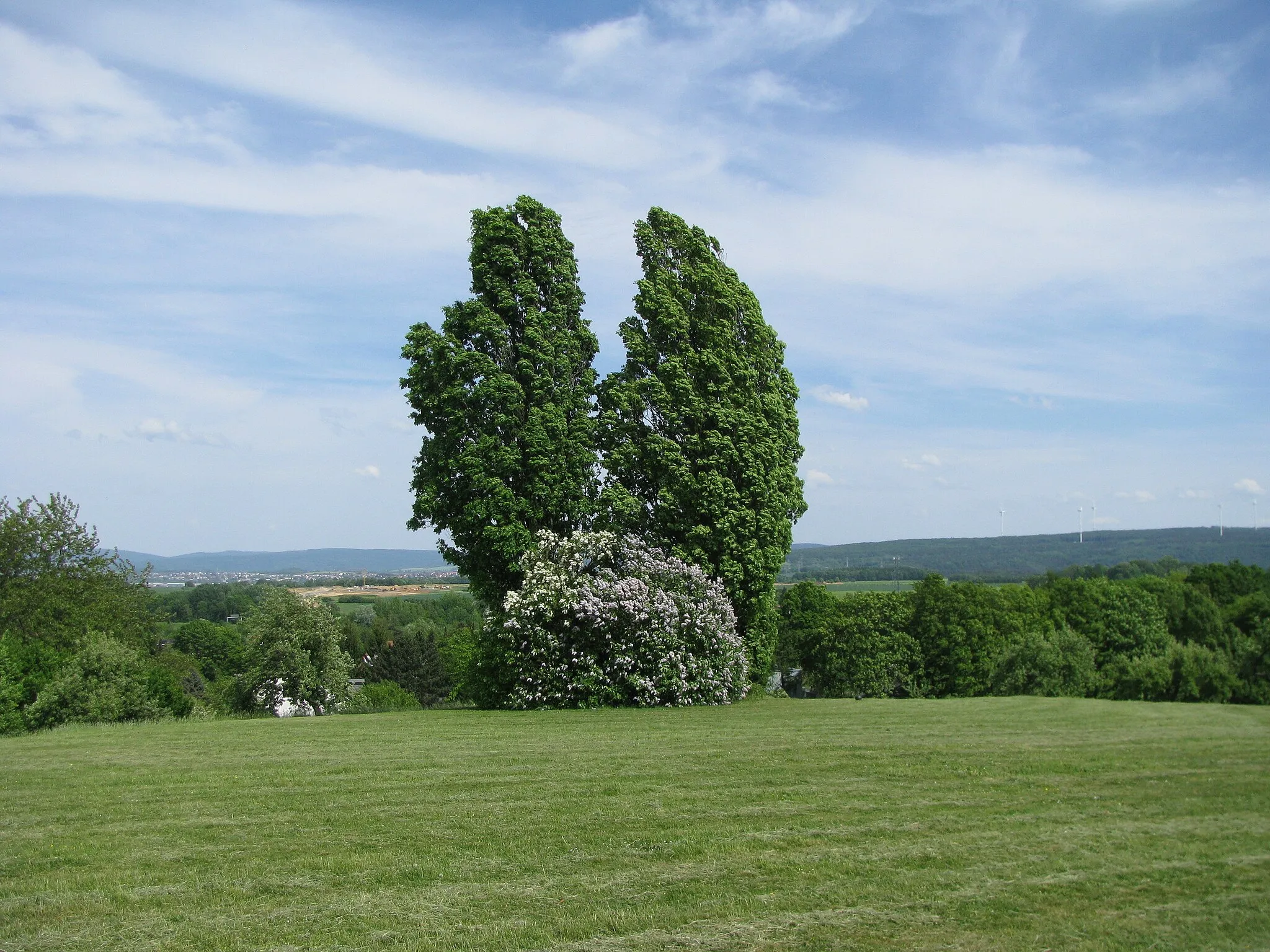 Photo showing: eine Baumgruppe auf der Kuppe des Schenkelsbergs in Kassel als Teil des LSG Stadt Kassel, im Hintergrund links das in Bau befindliche Gewerbegebiet Langes Feld, im Hintergrund rechts der Warpel