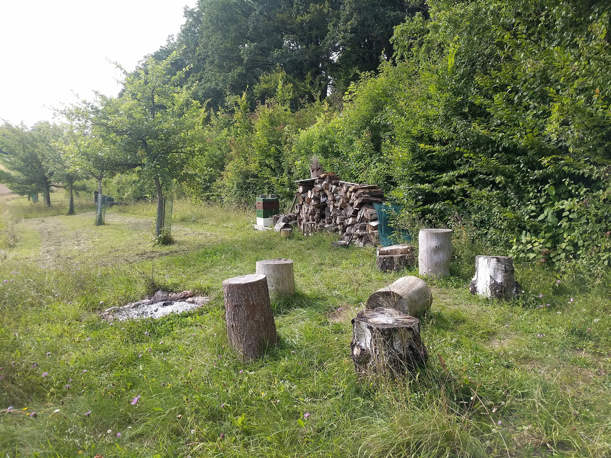 Photo showing: Am Nordrand der Streuobstwiese sind Holzklötze zum sitzen