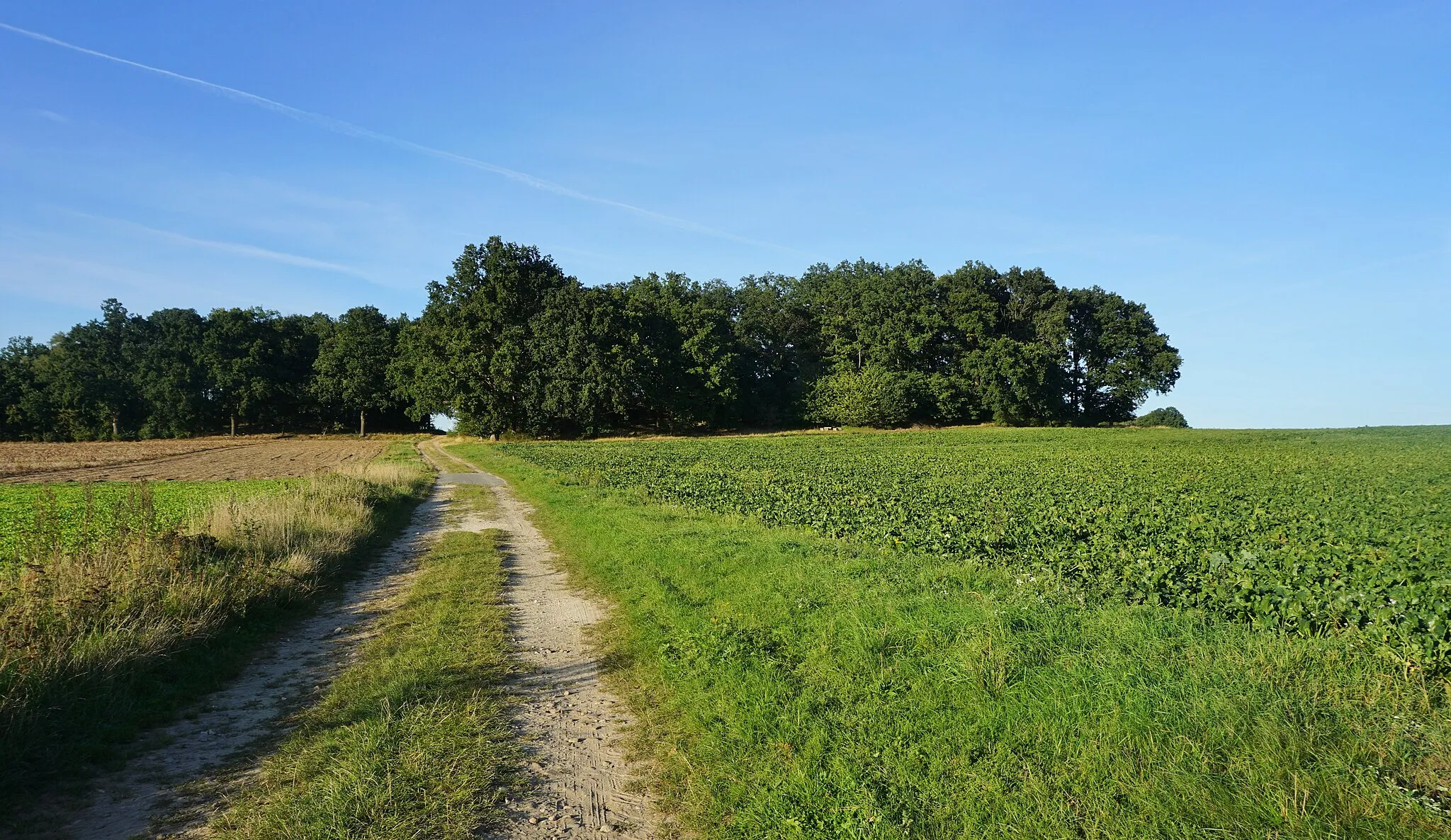 Photo showing: View from the south to the Ilkenberg. The Ilkenberg is a small hill in the municipality of Suhlendorf in Lower Saxony.