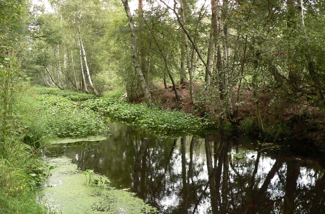 Photo showing: Entwässerungsgraben im Grossen Moor Gifhorn