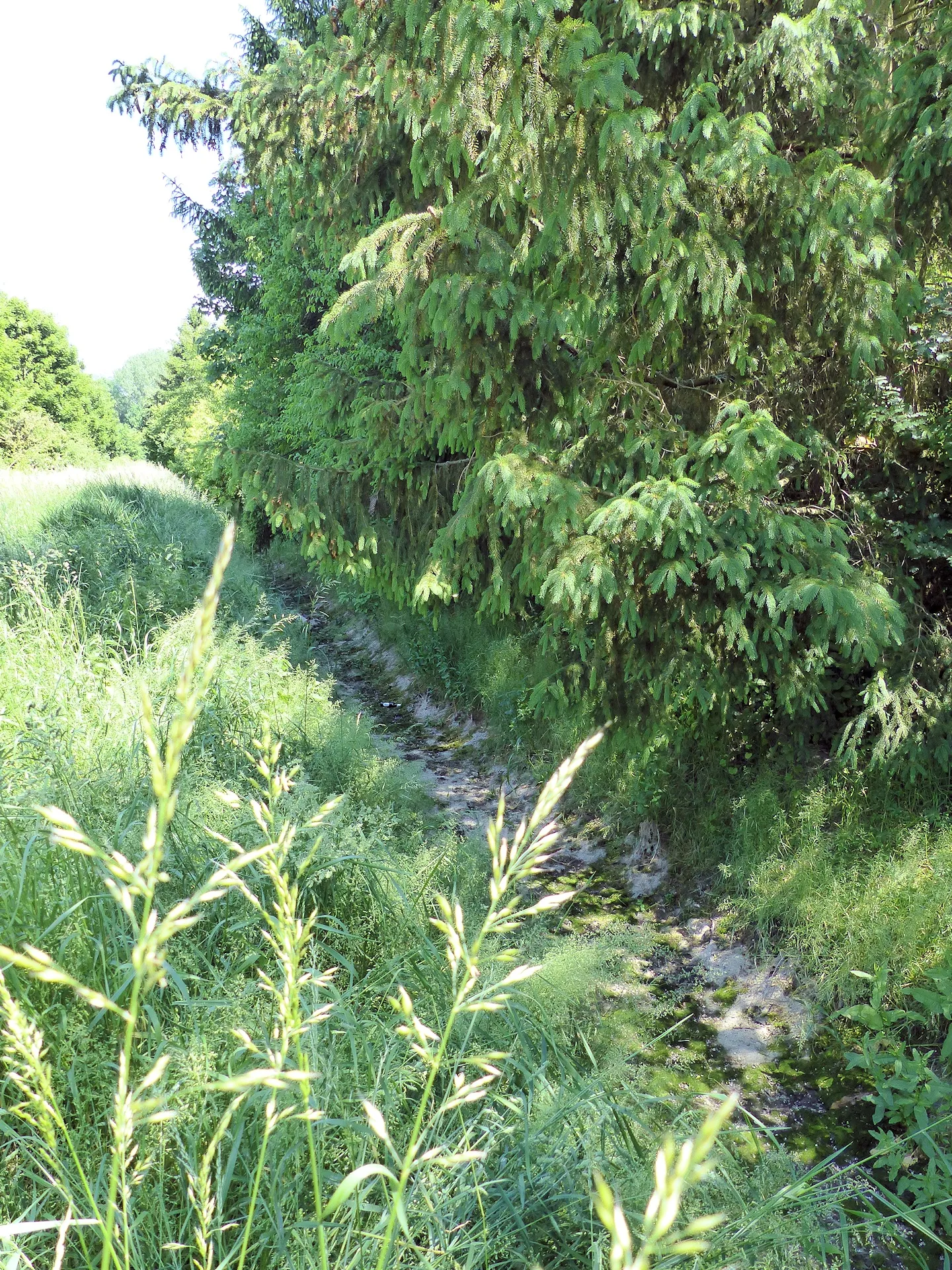 Photo showing: Unterlauf der Hasenbeeke in Börßum, der Oberlauf im Ort war zu dem Zeitpunkt wasserführend. Blickrichtung Osten (stromaufwärts).