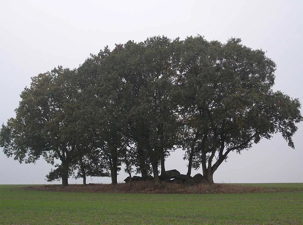 Photo showing: Großsteingräber bei Bornsen, Grab 1