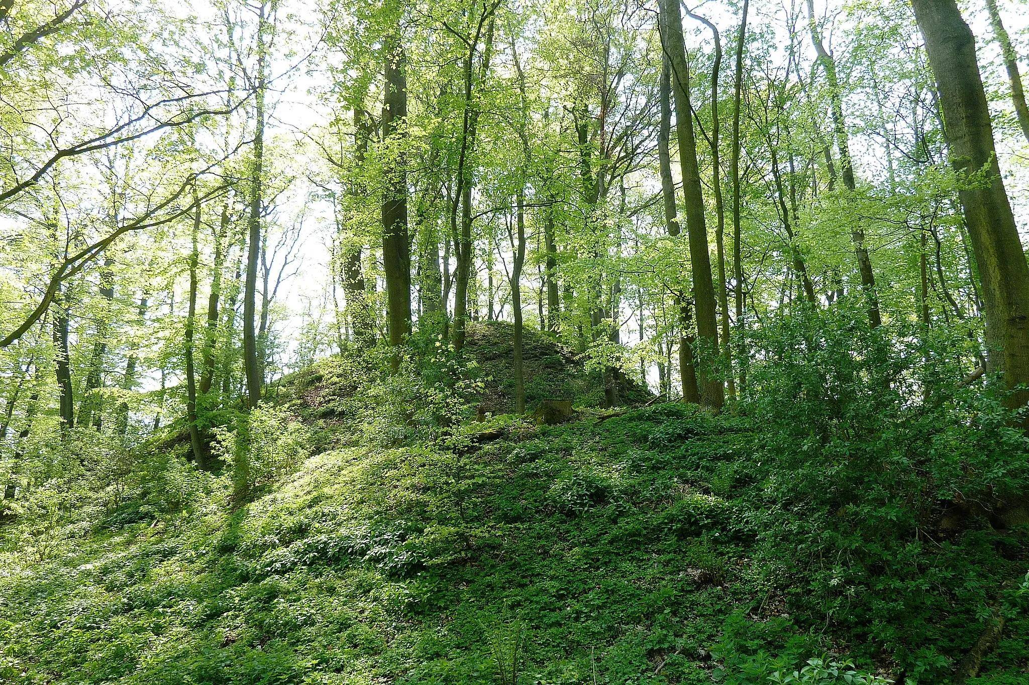 Photo showing: Blick von Norden auf Wall, Graben und den Burghügel der Alten Niedeck, einer Höhenburg aus dem 13. Jahrhundert auf dem Kronenberg bei Niedeck, Gemeinde Gleichen, Südniedersachsen. Die Burg zerfiel zu Beginn des 17. Jahrhunderts, erhalten sind Gräben, Wälle und Versturzhügel, aber keine oberirdischen Mauerreste