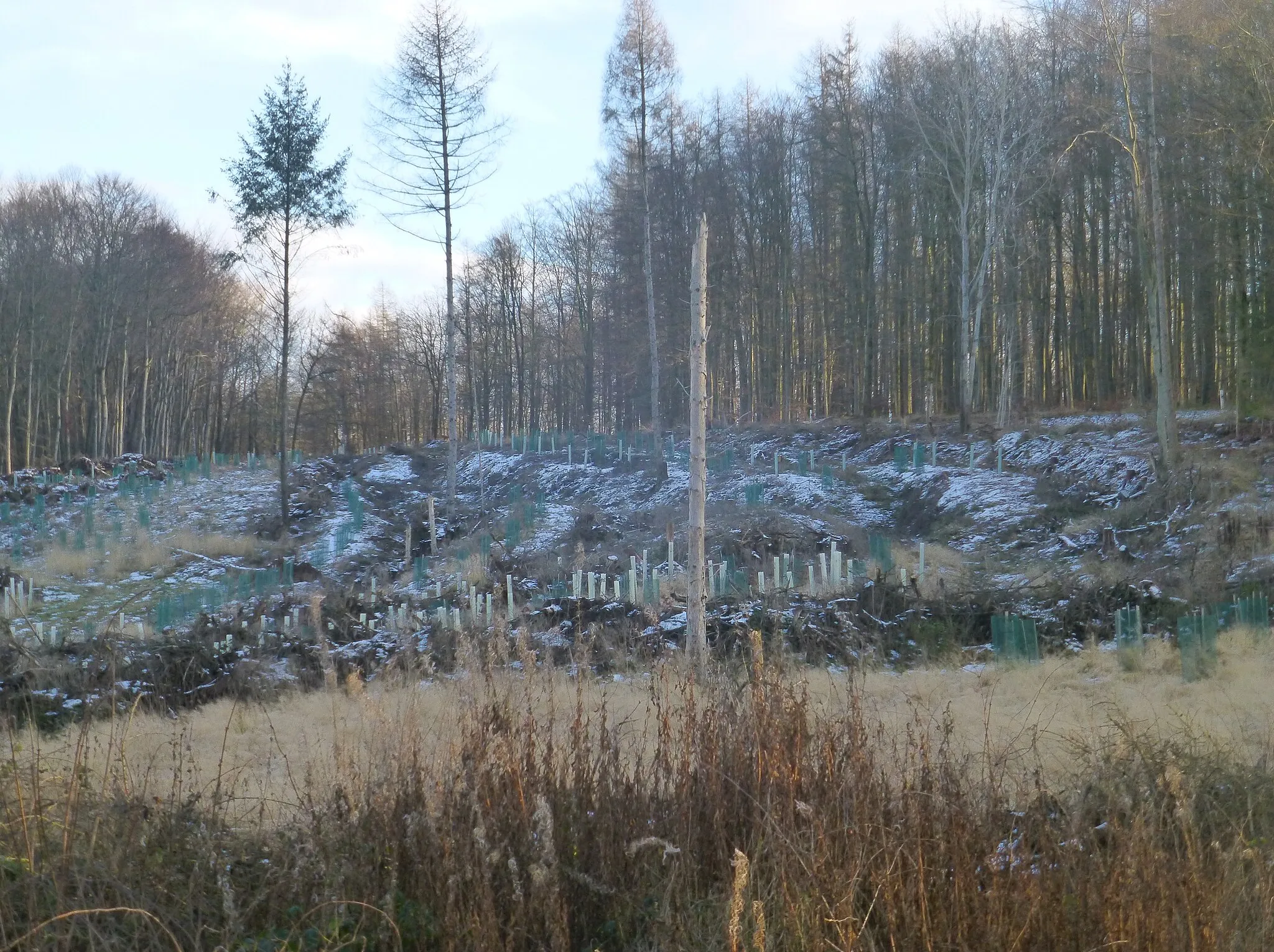 Photo showing: Wiederaufforstung nach Trockenschäden von Fichten am Zehnsberg