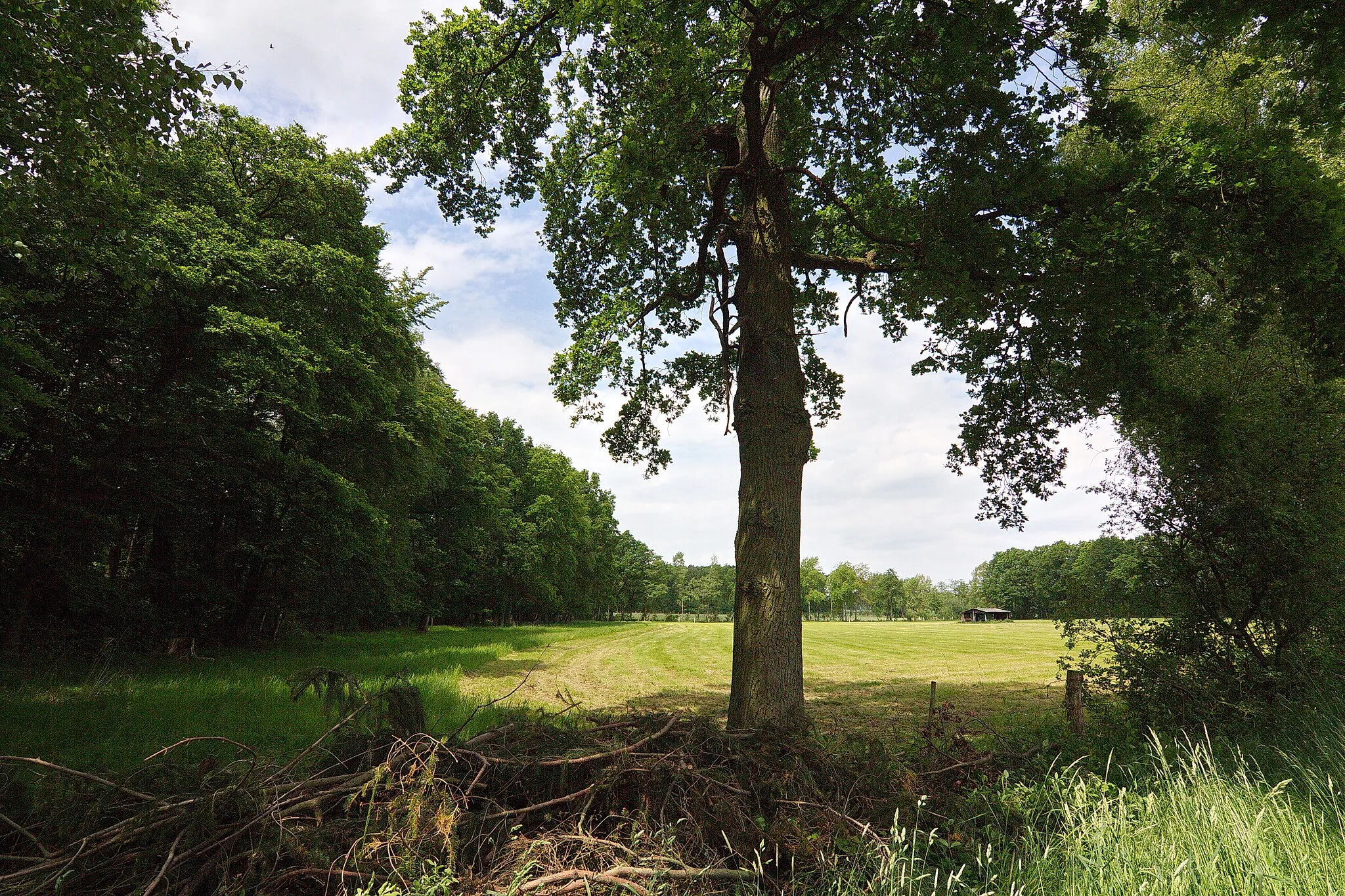 Photo showing: Landschaftsschutzgebiet Schilfbruch bei Altmerdingsen (Uetze), Niedersachsen, Deutschland
