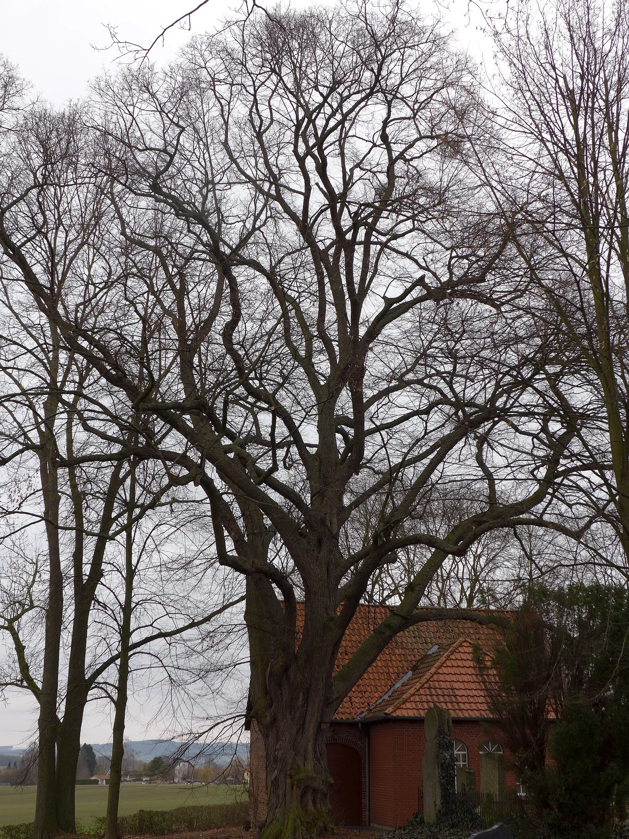 Photo showing: Linde auf dem Friedhof Echte an der B 248. Naturdenkmal ND NOM-KA 03