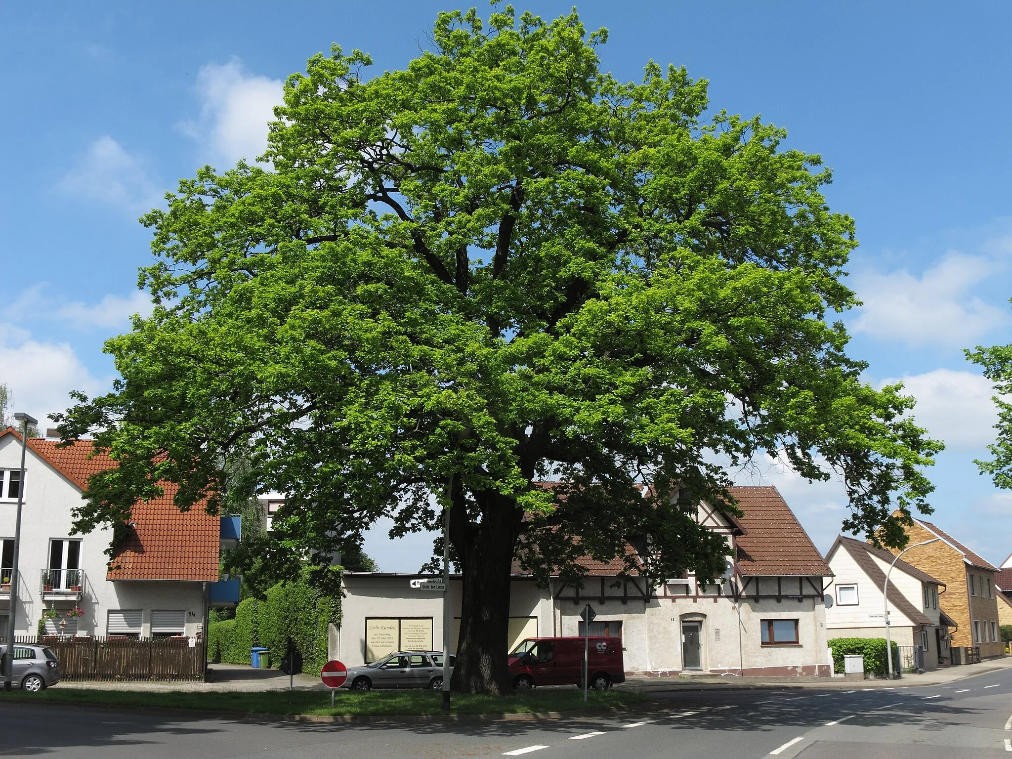 Photo showing: Braunschweig Veltenhof, Naturdenkmal ND-BS9, alte Eiche