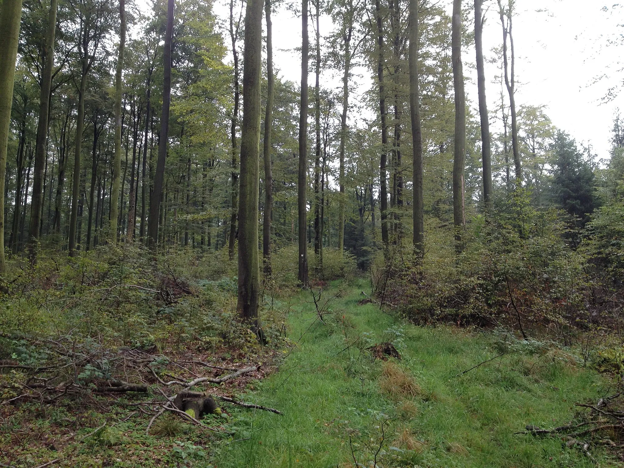 Photo showing: Der Nieste-Werra-Weg (N) zwischen dem Naturfreundehaus Steinberg und Glashütte, einem Ortsteil von Ziegenhagen, westlich des Steinbergskopf auf einem unbefestigten Forstweg