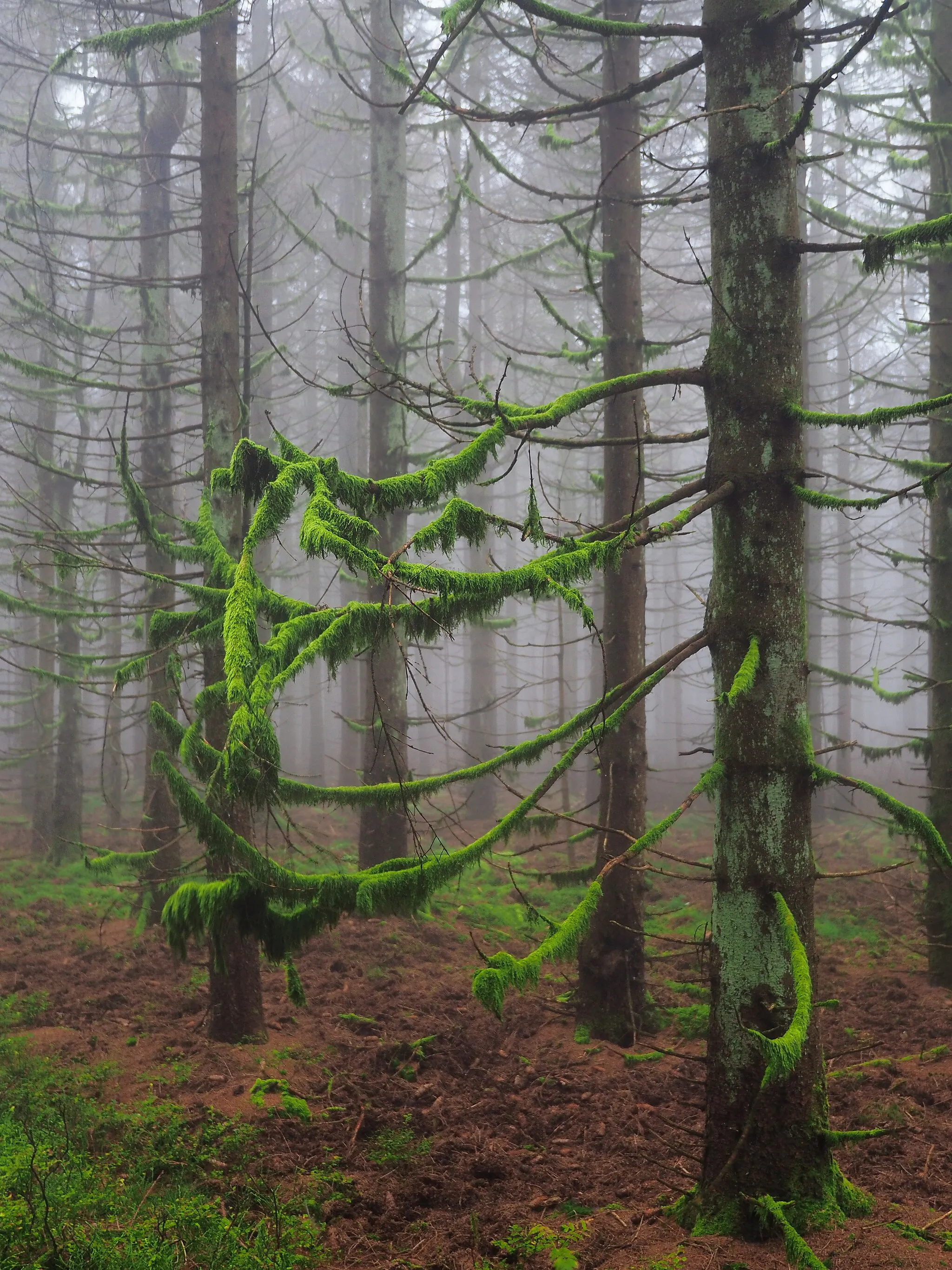 Photo showing: Dead fir tress with moss