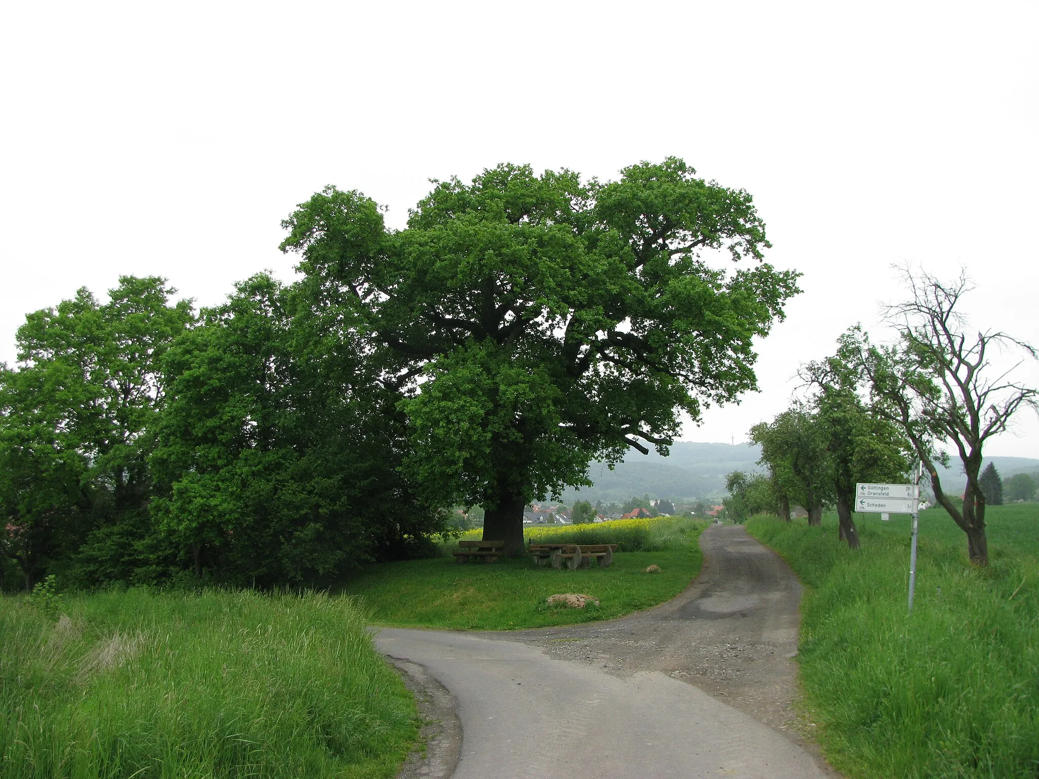 Photo showing: die Kronprinzen-Eiche, eine Stieleiche südwestlich von Dransfeld-Scheden, ND GÖ 131301