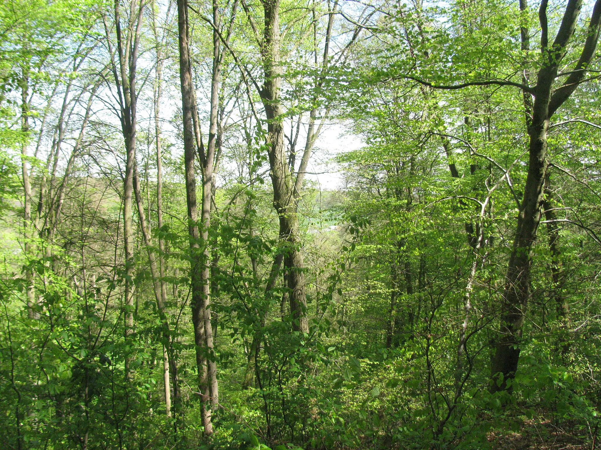 Photo showing: Blick vom Kammweg des Ortberg auf das östlich liegende Feld