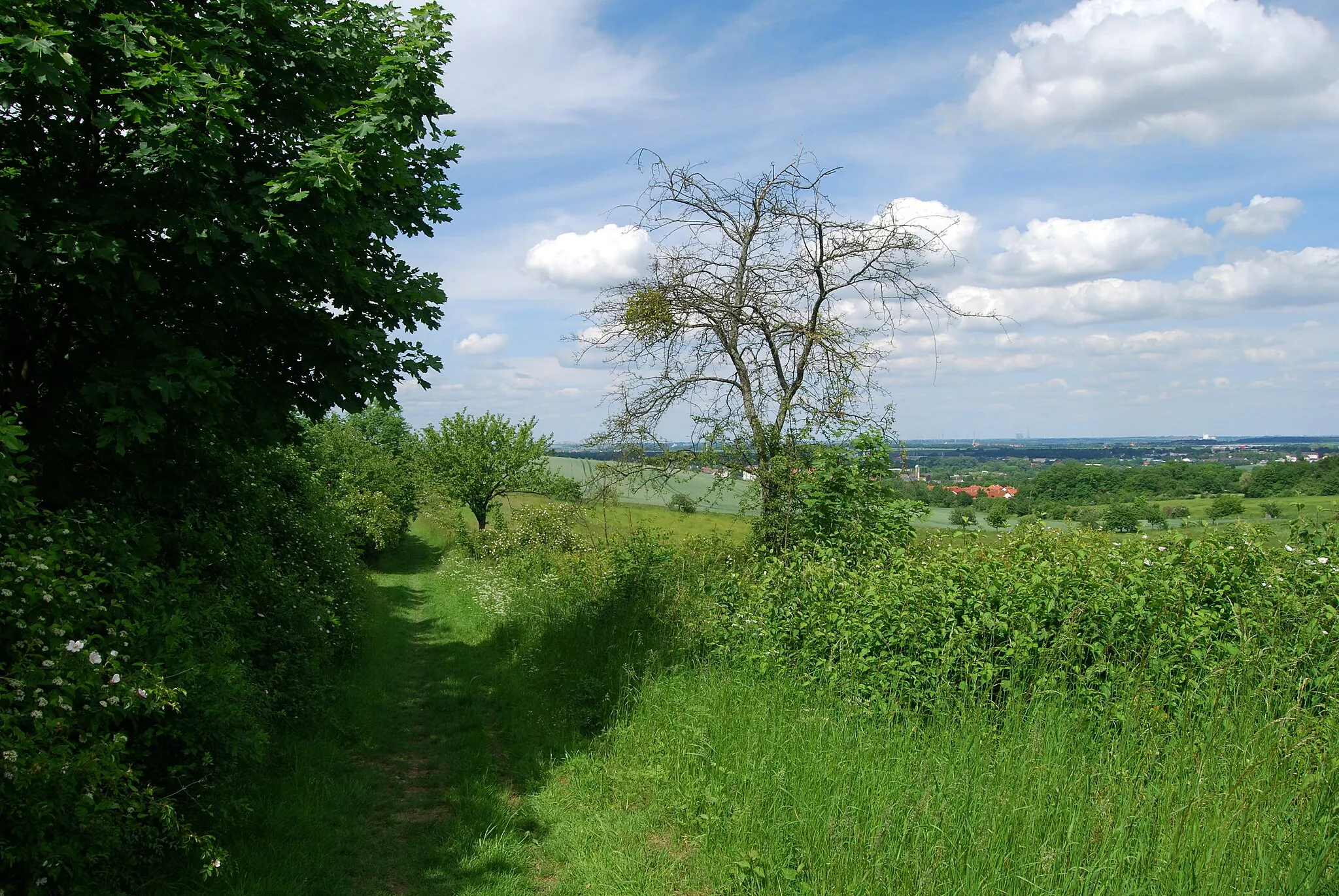 Photo showing: Naturschutzgebiet „Gallberg“ (NSG HA 054), Stadt Hildesheim