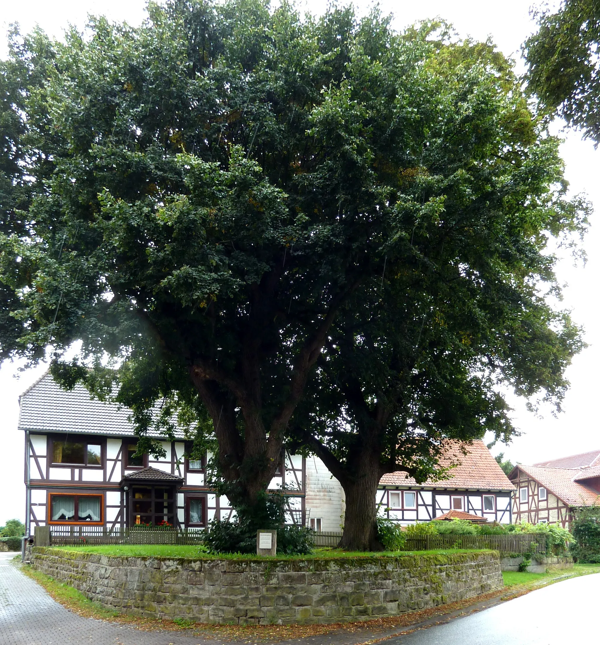 Photo showing: Tieplatz in Wolbrechtshausen, Flecken Nörten-Hardenberg, Landkreis Northeim, Südniedersachsen. Blick von Nordosten. Erhöhter Dorfplatz mit zwei als Naturdenkmal ausgewiesenen Linden, Randbebauung einseitig mit Fachwerkhäusern. Auf Informationstafel als Gerichtsplatz mit Gerichtslinden bezeichnet