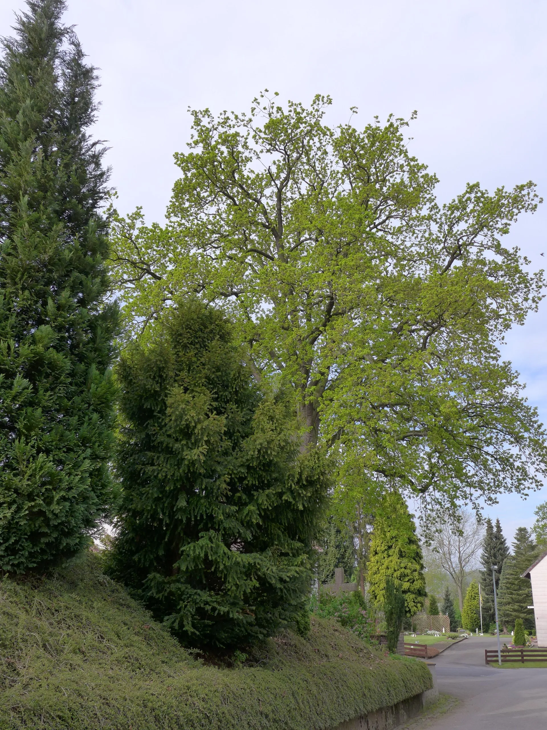 Photo showing: Die Eiche hinter dem Grundstück der Kirche (am Ehrenmal) in Wellersen (Naturdenkmal ND NOM-DA 7)