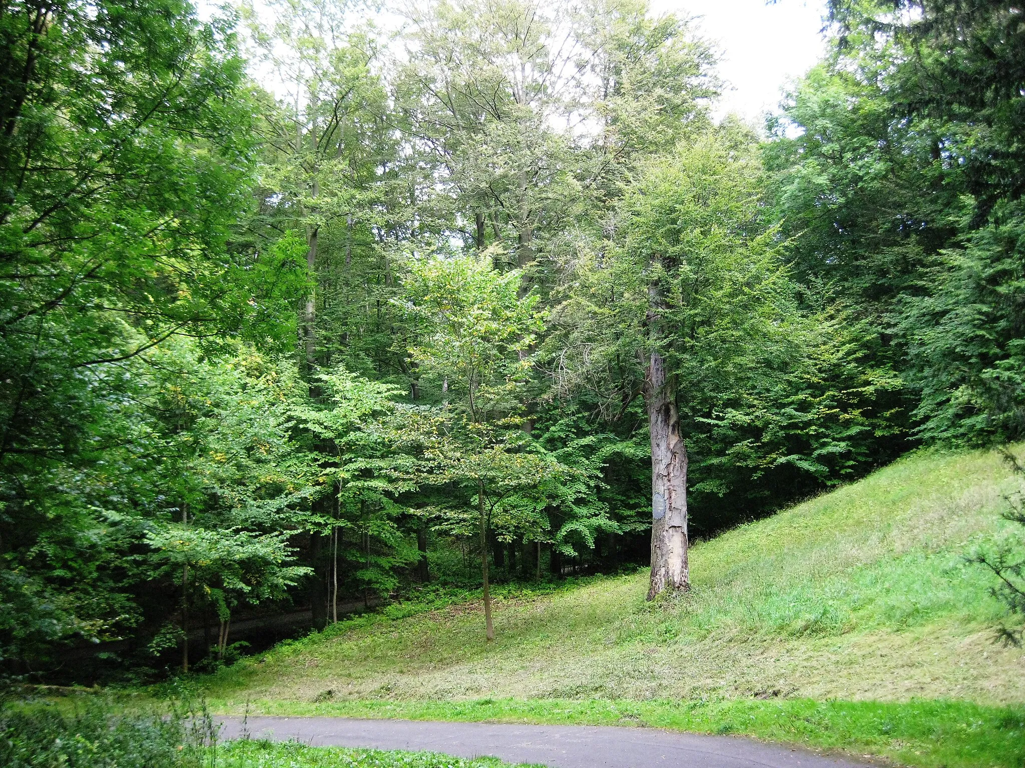 Photo showing: Die Ahlbornbuche ist 2014 schon so stark geschädigt, dass sie nicht mehr sehr lange stehen wird. Sie steht am Hang im östlichen Teil des parkähnlich gestalteten Molkengrundes.