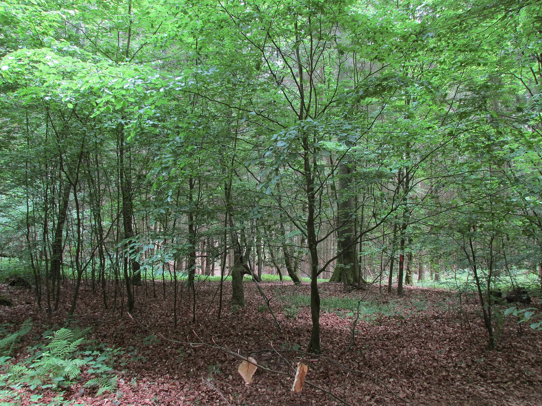 Photo showing: in dem Waldgebiet südlich von Bartolfelde mit dem Namen Gemeindehecke fällt das Gebiet teilweise steil in Richtung Süden ab