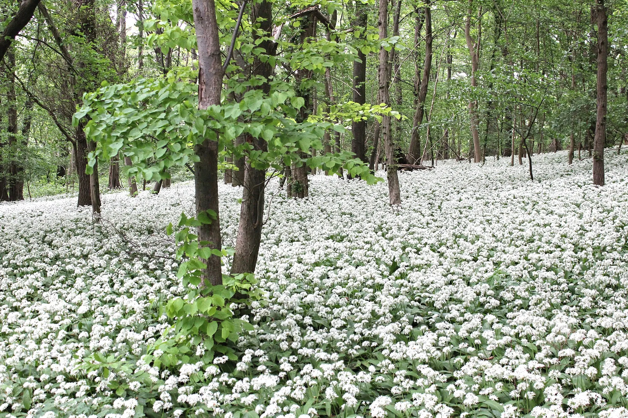 Photo showing: Bärlauch im Naturschutzgebiet Rieseberg