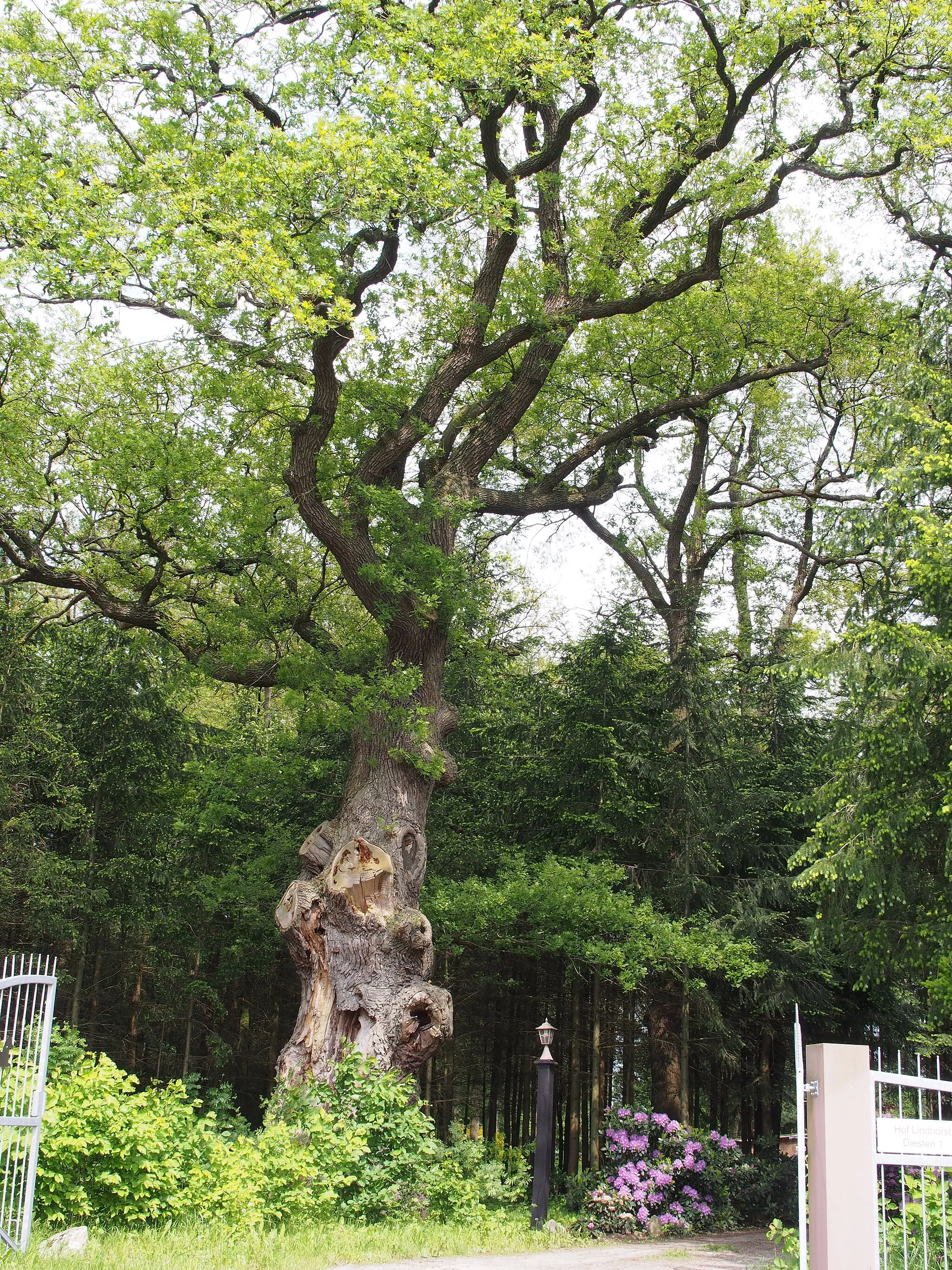 Photo showing: 700 year old oak near Diesten-Lindhorst, Lower Saxony, Germany.