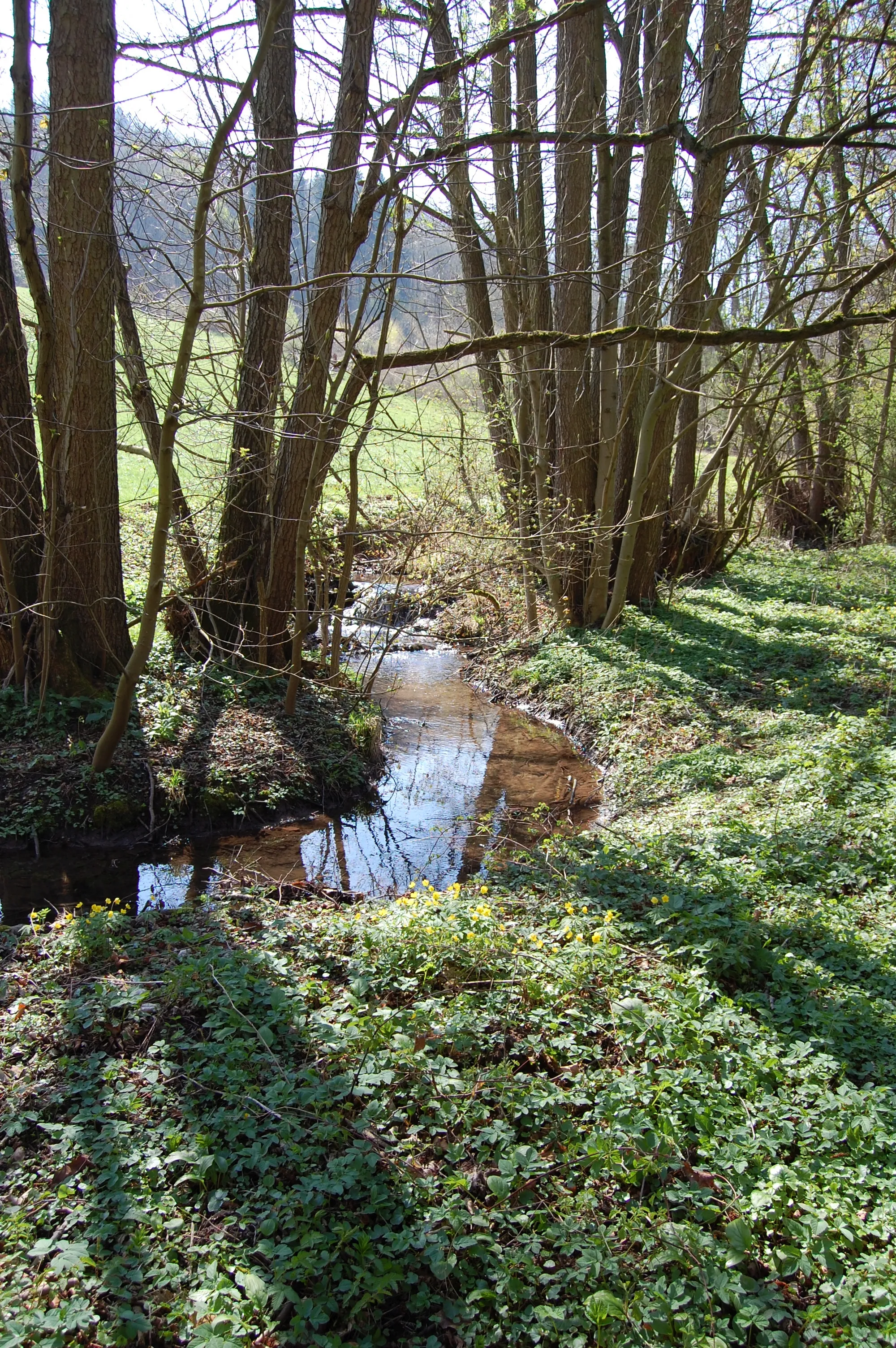 Photo showing: Der Flachsbach, oberhalb der Flachsbachmühle, Blick talaufwärts