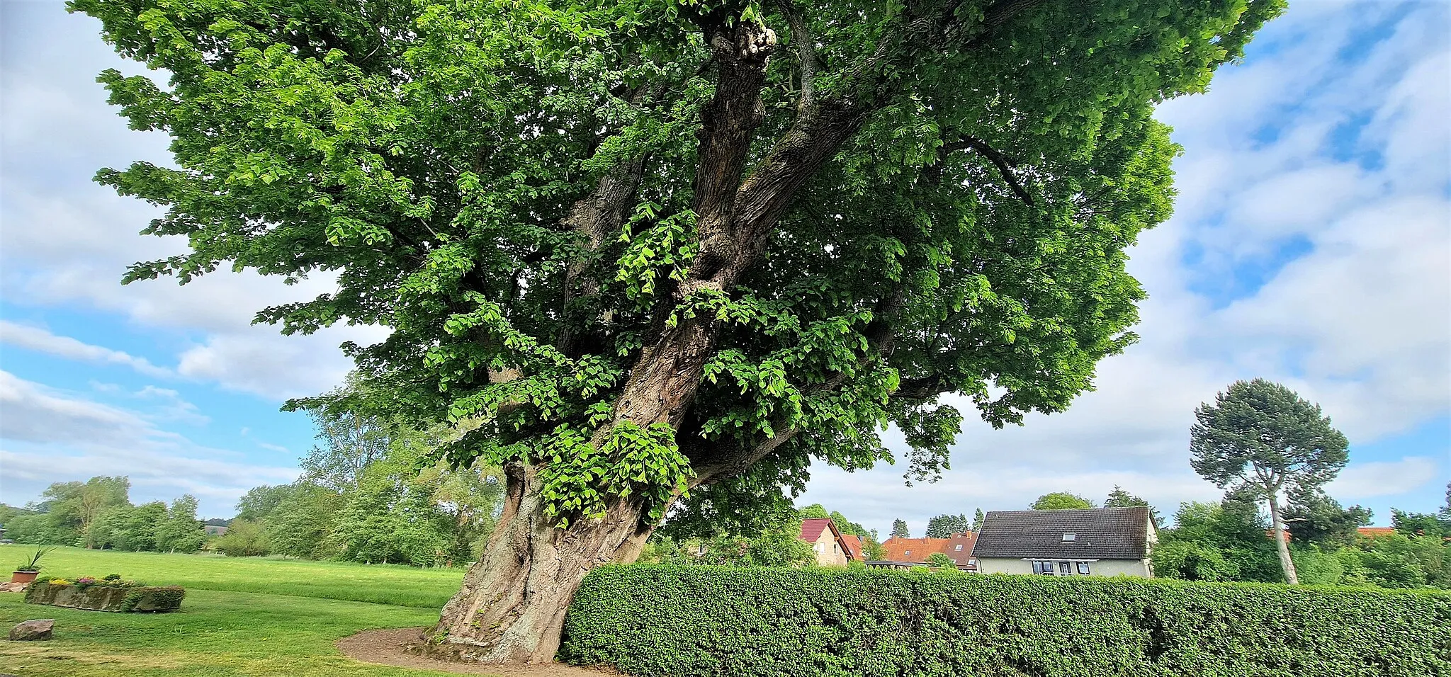 Photo showing: Linden tree "Big Linde" in Varlosen, Dransfeld in the district of Göttingen.
The gnarled small-leaved linden tree is a special feature due to its age and appearance. This linden tree was already mentioned in the 16th century.