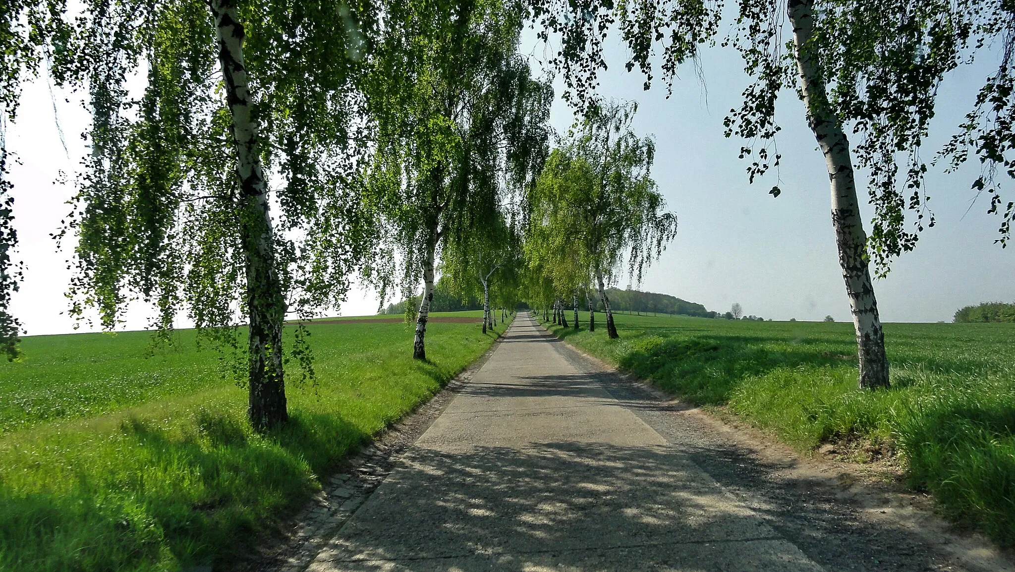 Photo showing: Jerxheim weg zum Heeseberg Birkenallee