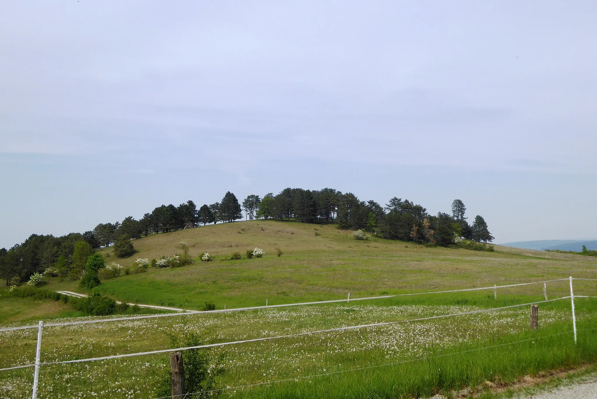 Photo showing: Südansicht des Wahrbergs bei Hillerse, Stadt Northeim, Südniedersachsen. Der größte Teil des Berges ist als Naturschutzgebiet Wahrberg (BR 103; WDPA 166130) ausgewiesen.