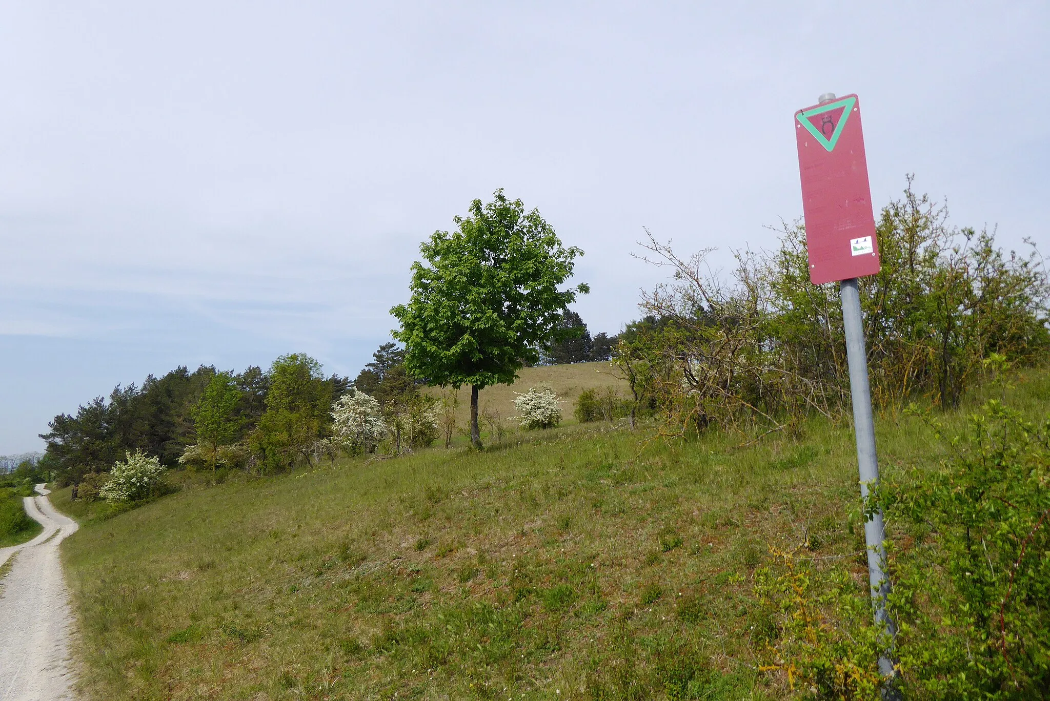 Photo showing: Westhang des Wahrbergs bei Hillerse, Stadt Northeim, Südniedersachsen. Der größte Teil des Berges ist als Naturschutzgebiet Wahrberg (BR 103; WDPA 166130) ausgewiesen.