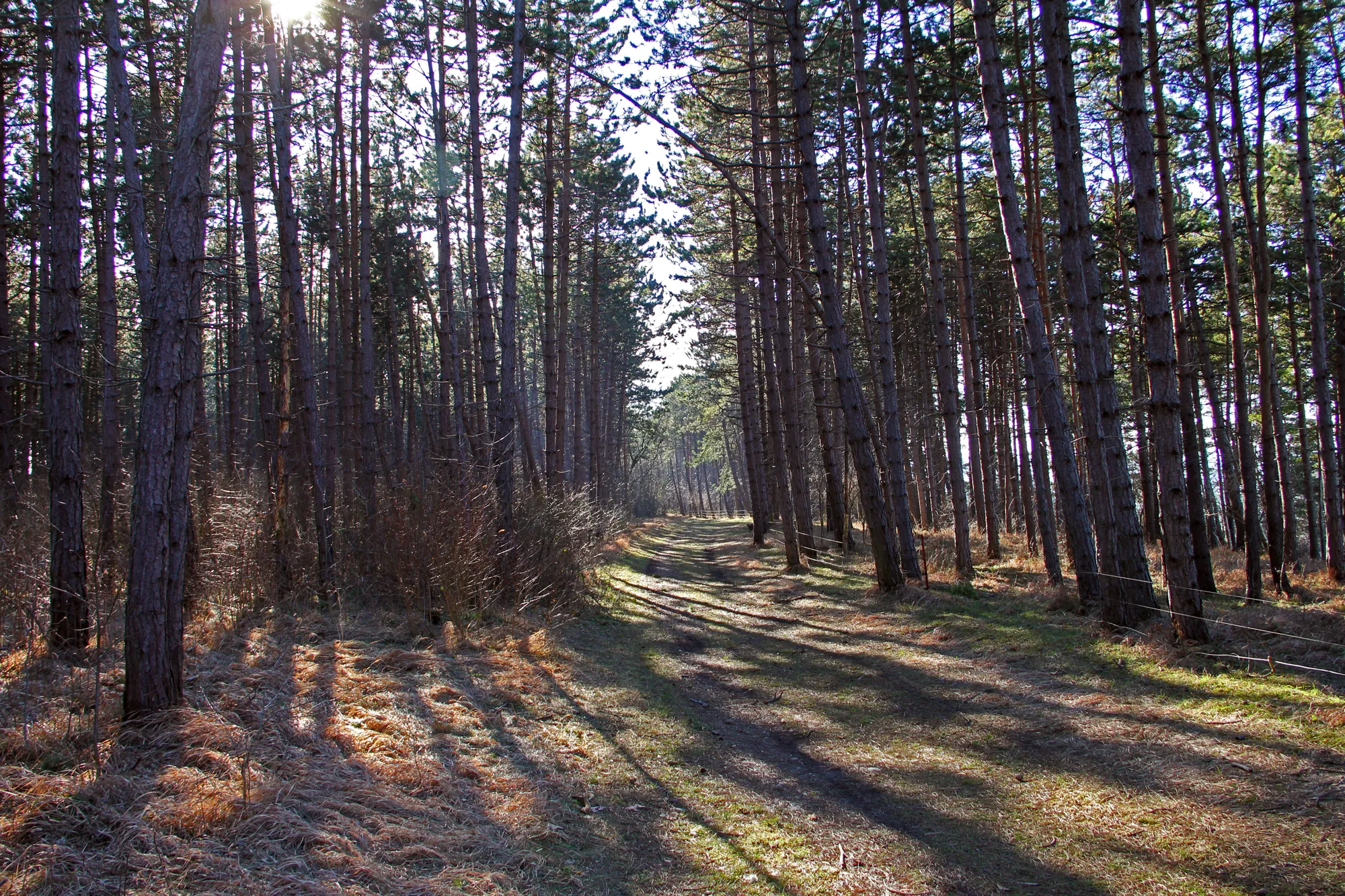 Photo showing: Worbis - Wanderweg auf dem Klien