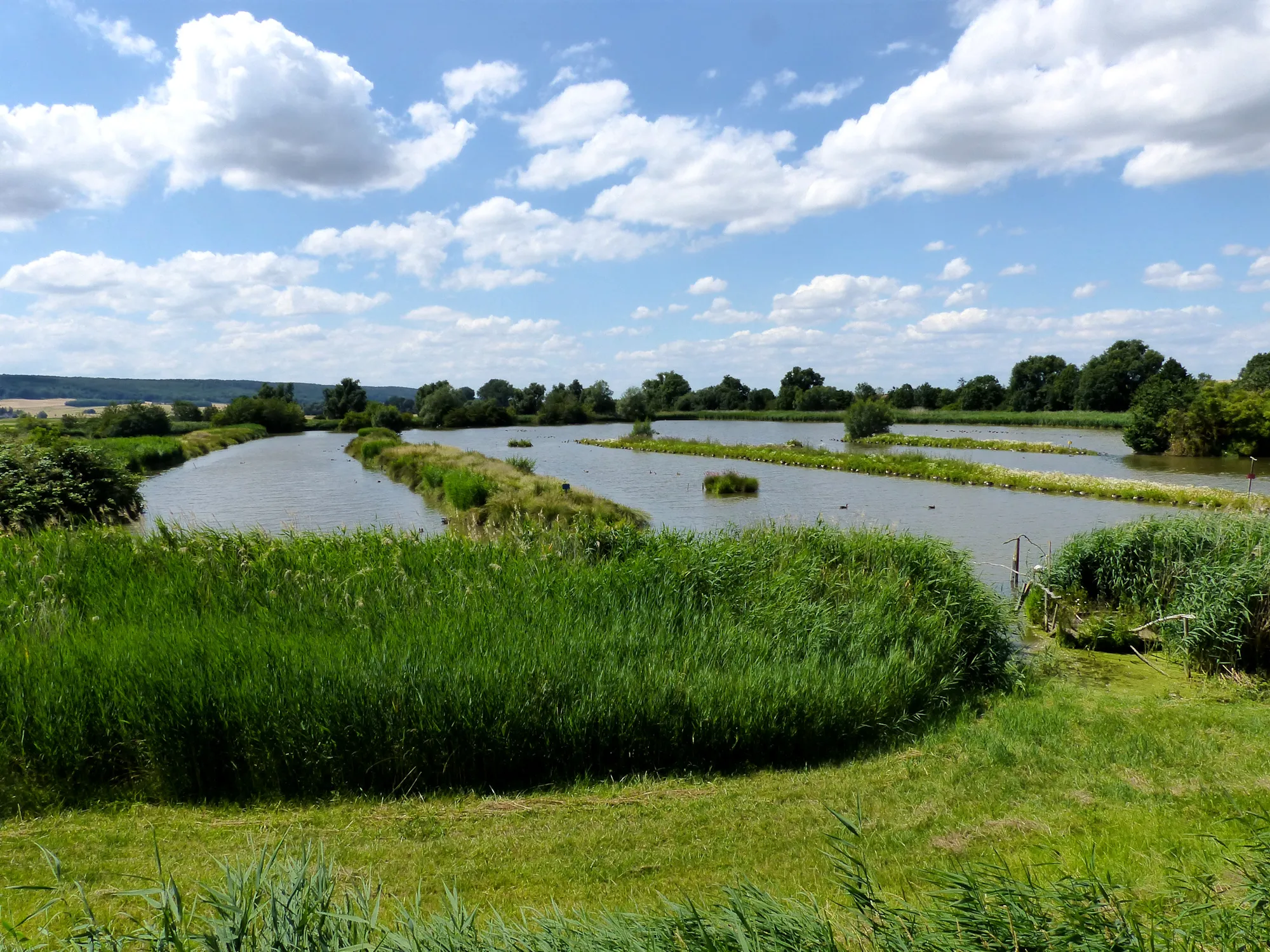 Photo showing: Blick auf die Schöppenstedter Teiche Juli 2022 aus der Vogelbeobachtungsstation.