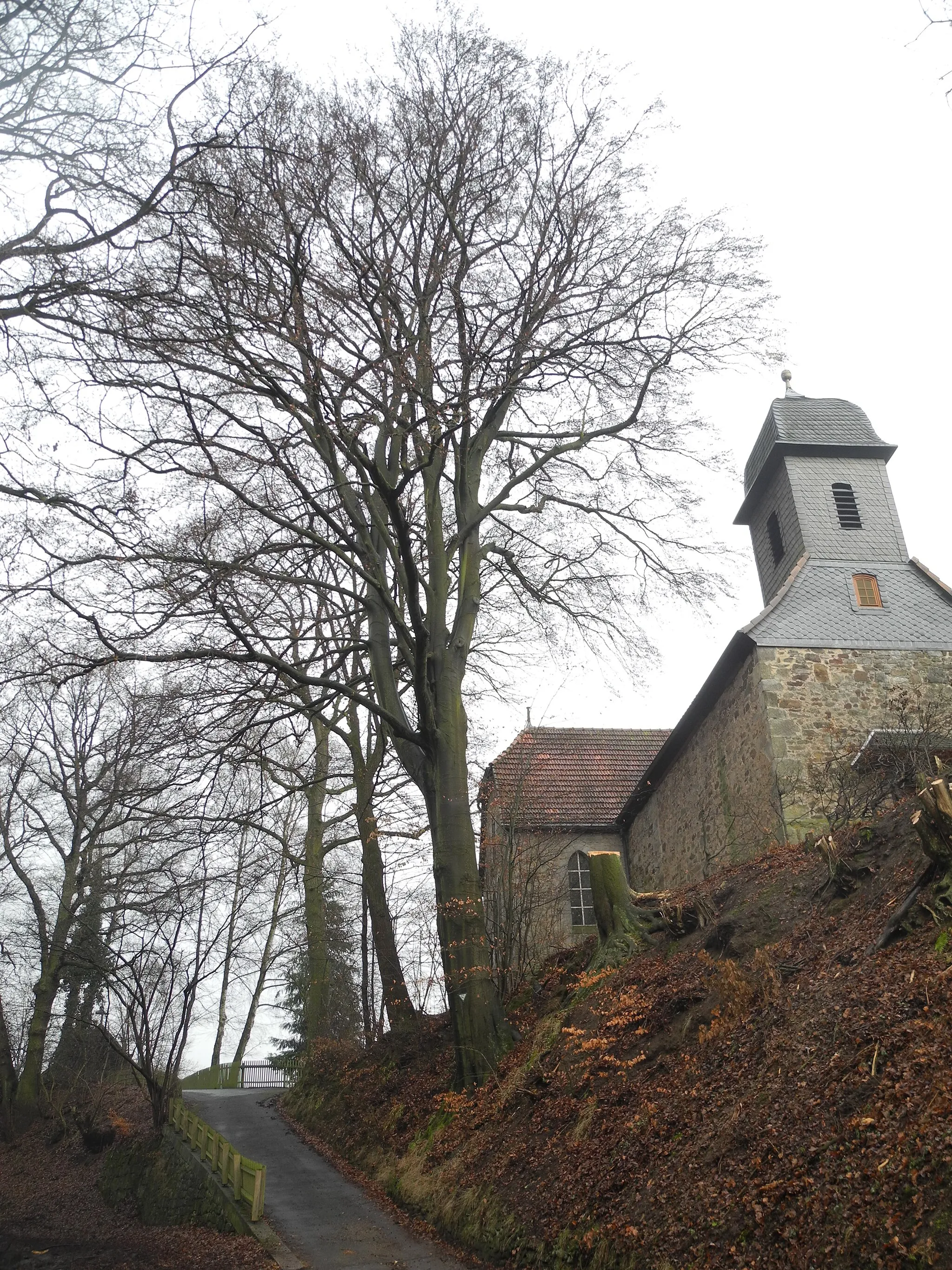 Photo showing: Naturdenkmal im Landkreis Kassel 6.33.246. Rotbuche an der Kirche von Wahnhausen.