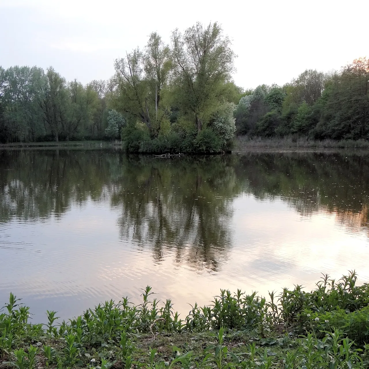 Photo showing: Mittlerer Raffteich mit Insel, Blickrichtung Westen