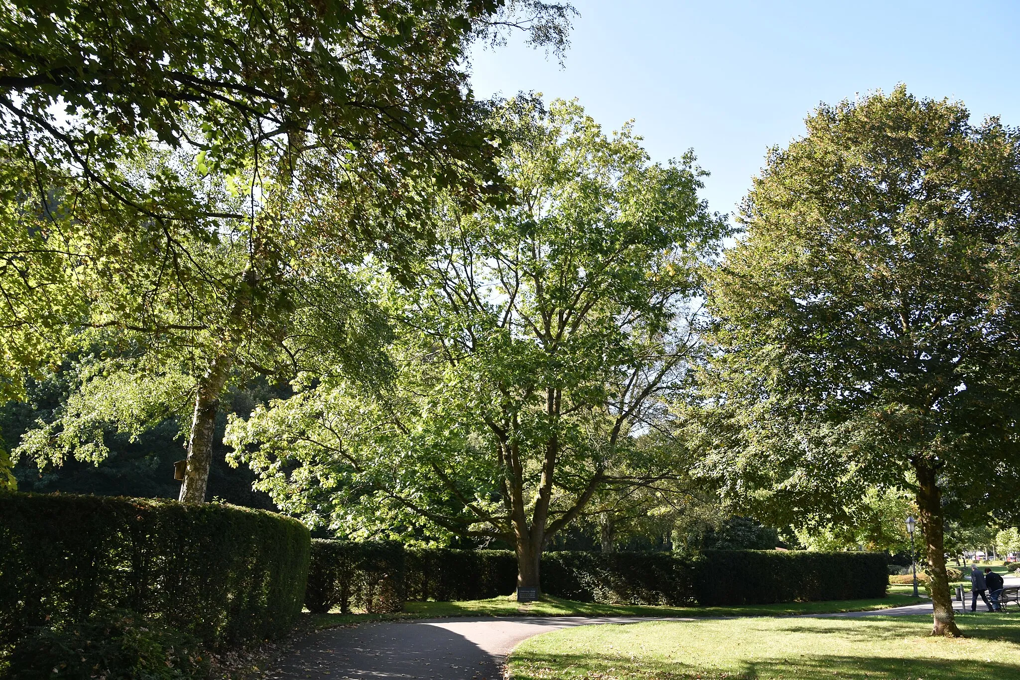 Photo showing: Erinnerungs-Eiche an der Sebastian-Kneipp-Promenade in Bad Lauterberg.