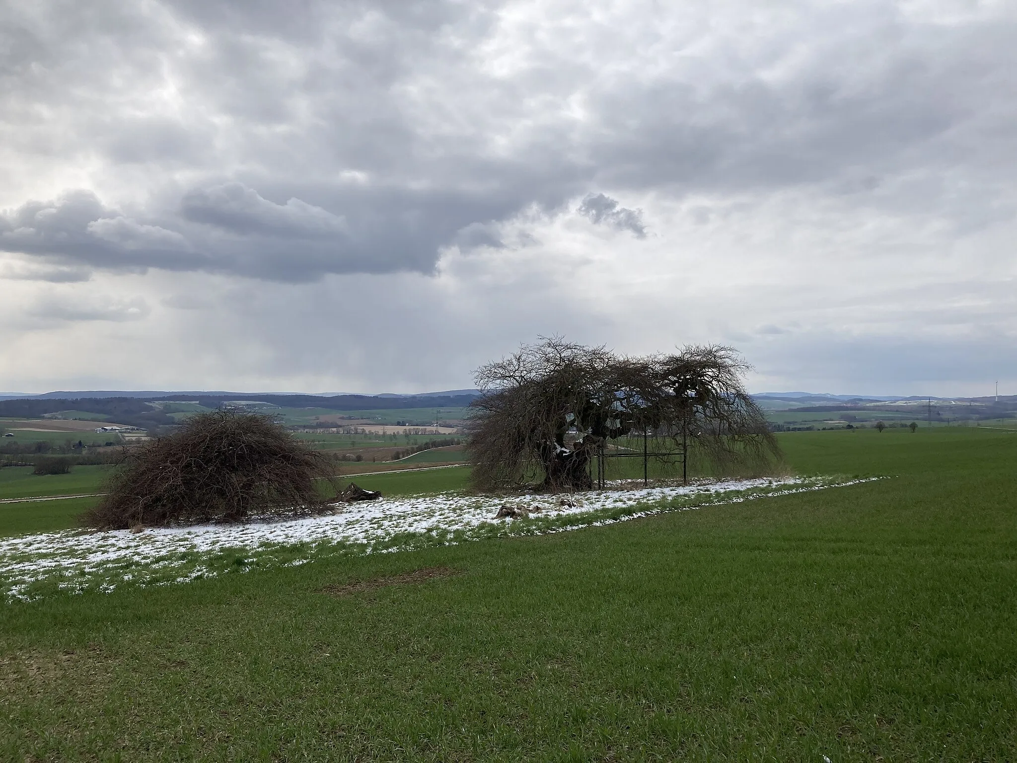 Photo showing: Die Kopfbuche bei Gremsheim im April 2022.