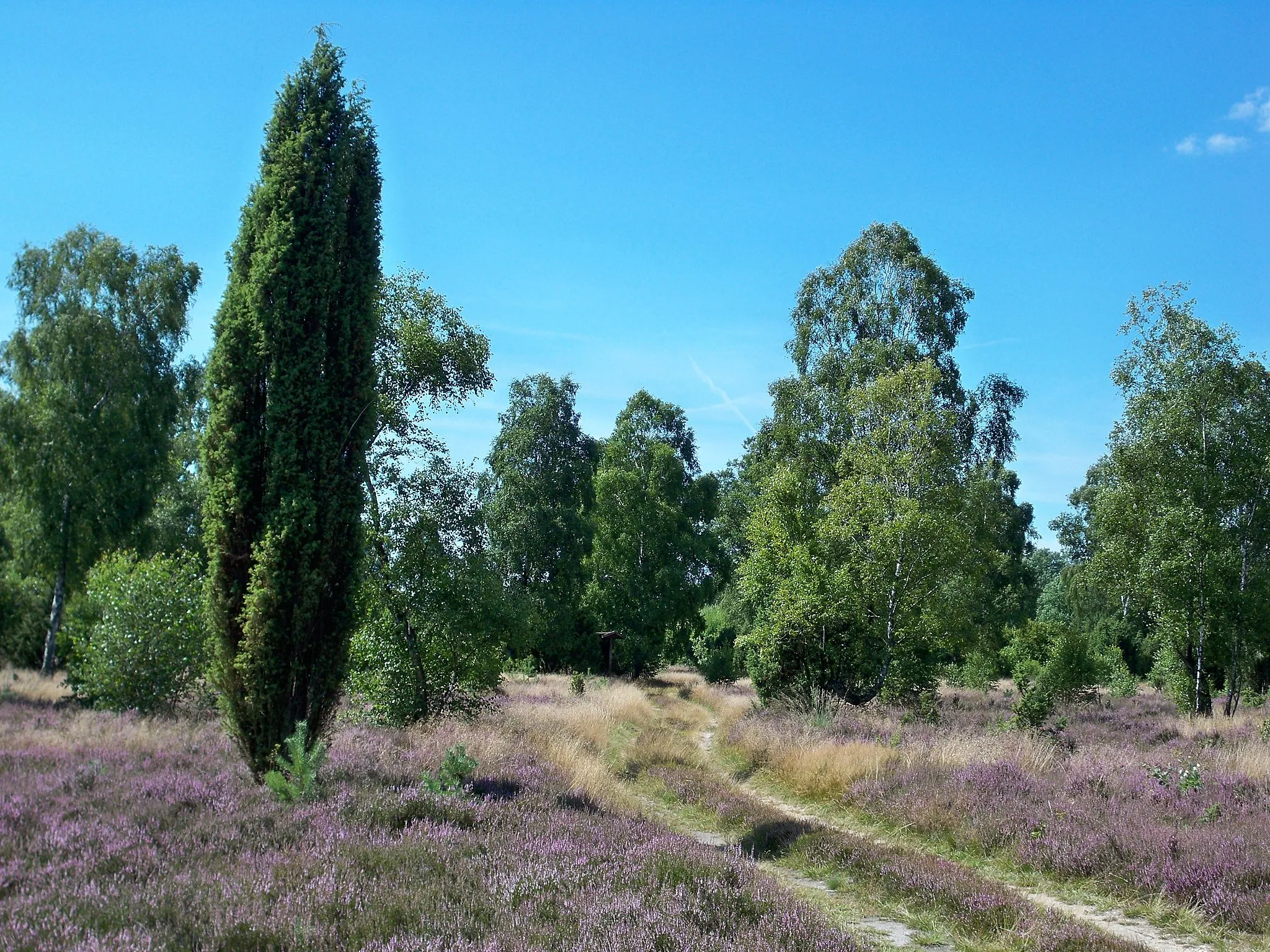 Photo showing: Schnuckenheide, Lower Saxony, nature reserve with juniper trees