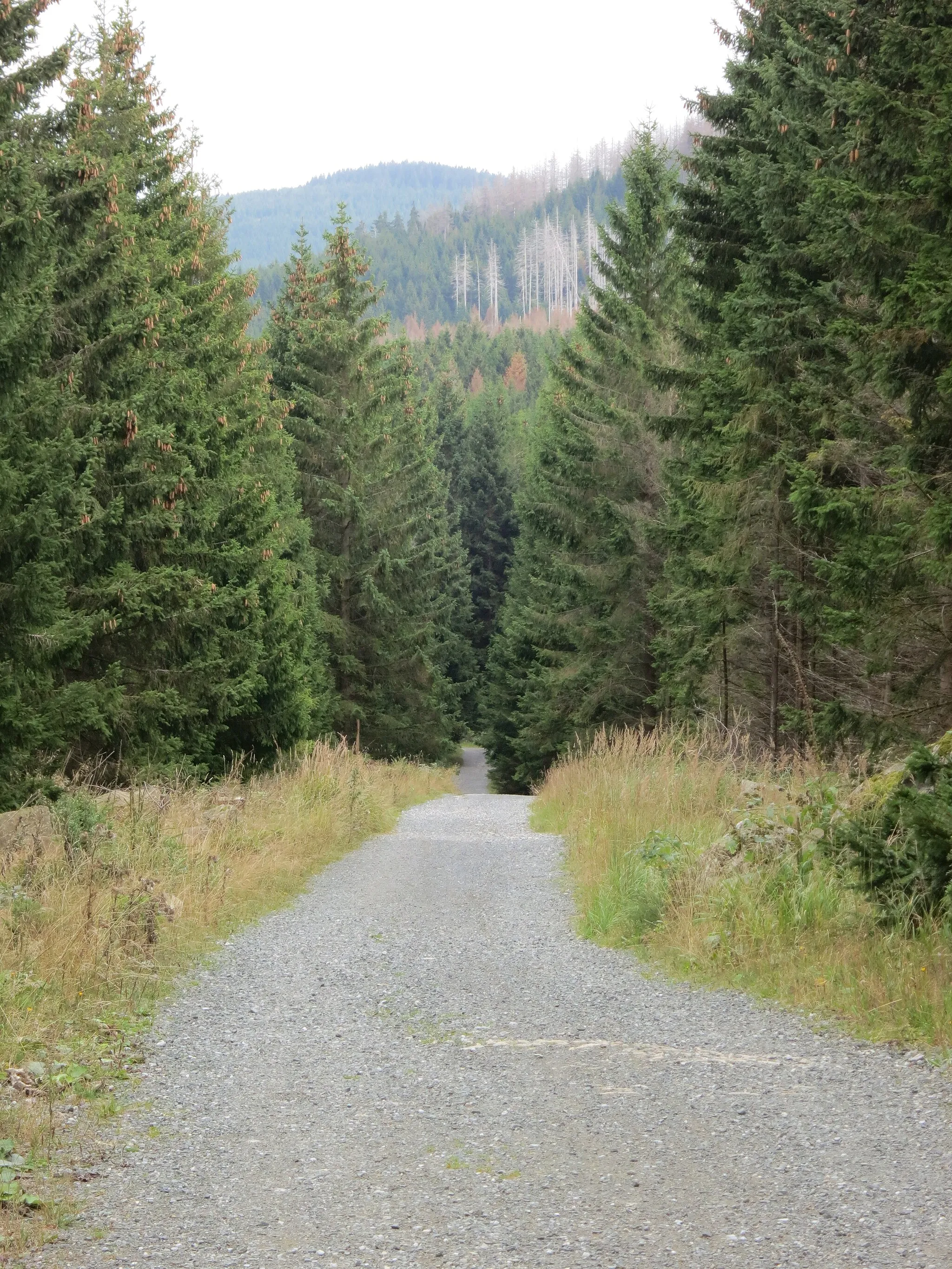 Photo showing: Hermannstraße unterhalb des Brockens