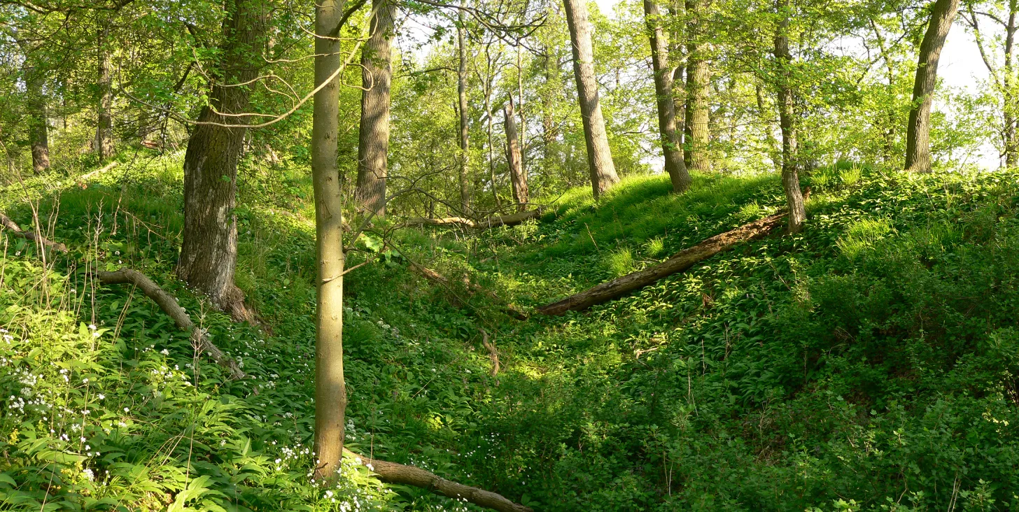 Photo showing: Burggelände der Harliburg mit Wällen und Graben