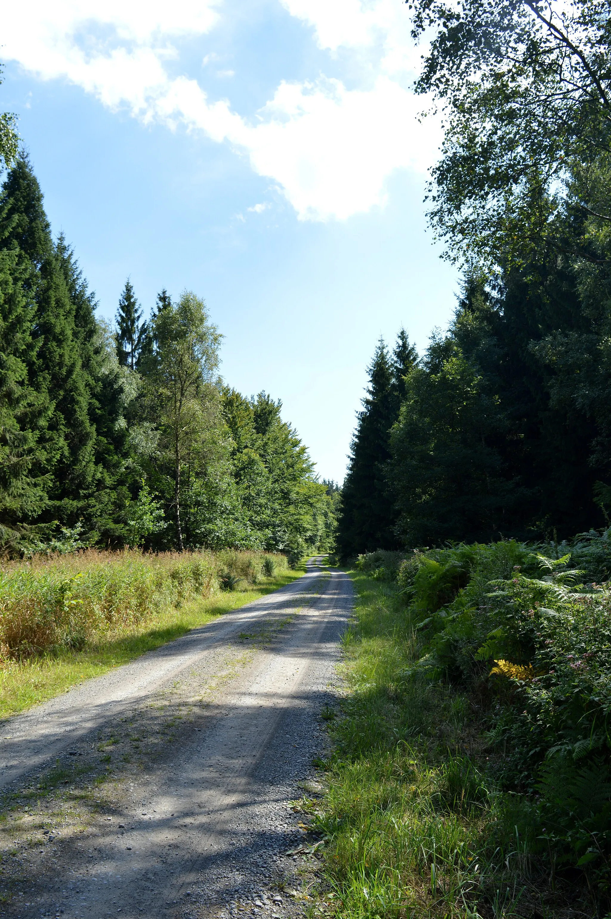 Photo showing: Landschaftsschutzgebiet Solling - Alte Hauung bei Espol (12)