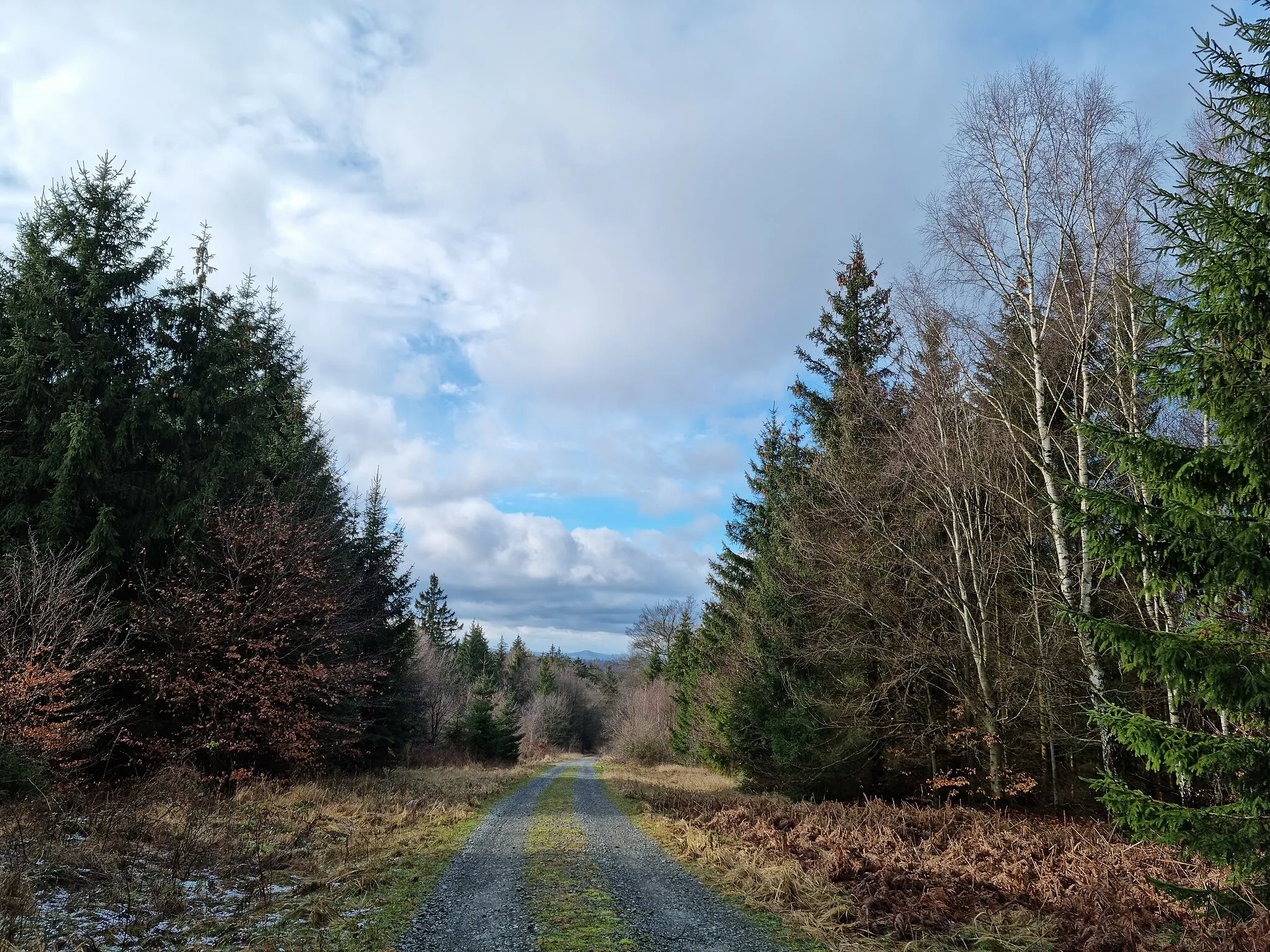 Photo showing: Weg von der Staufenberghütte zur Kühbacher Wiese