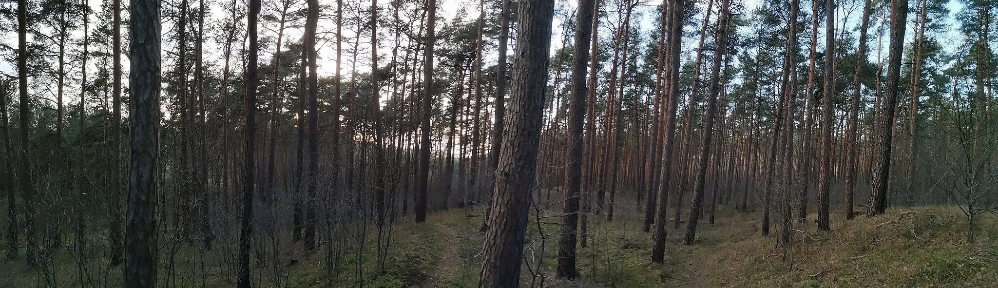 Photo showing: Wanderung Südheide