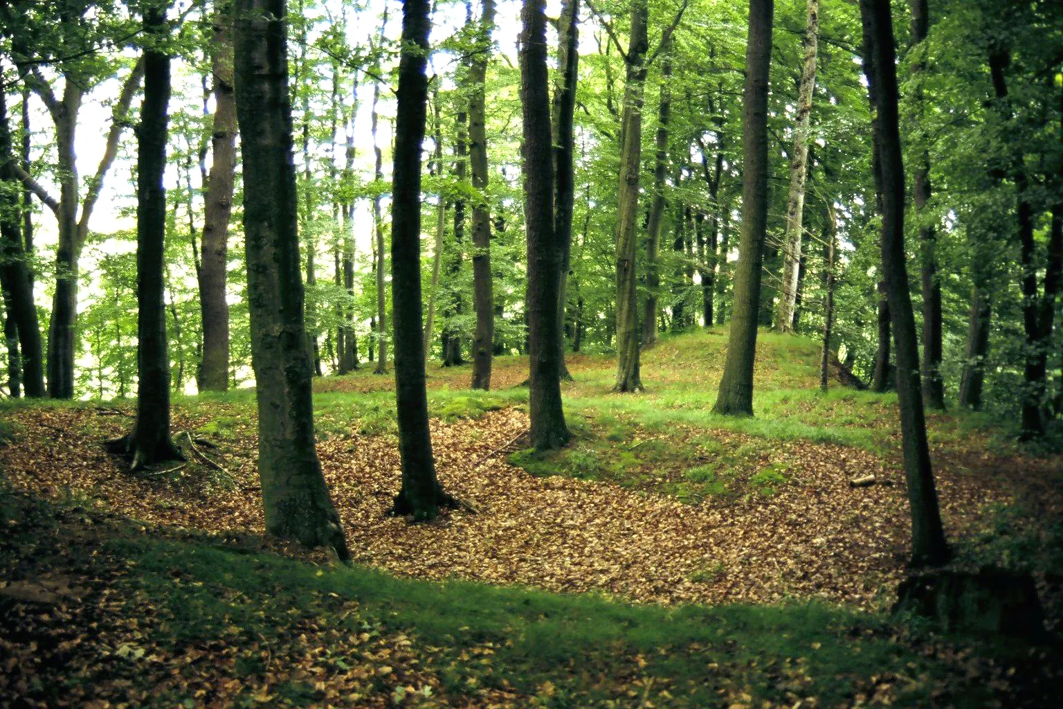 Photo showing: Nördlicher Teil (Hauptburg) der Burgruine Bodenhausen bei Ballenhausen, Gemeinde Friedland, Niedersachsen. Blick vom Ruinenhügel des Bergfrieds nach Norden. Bodenhausen war Stammsitz der Familie von Bodenhausen, 1396 in einer Fehde durch die Stadt Göttingen zerstört, mehrfache Aufbauversuche und Wiederzerstörung. Scan vom Dia