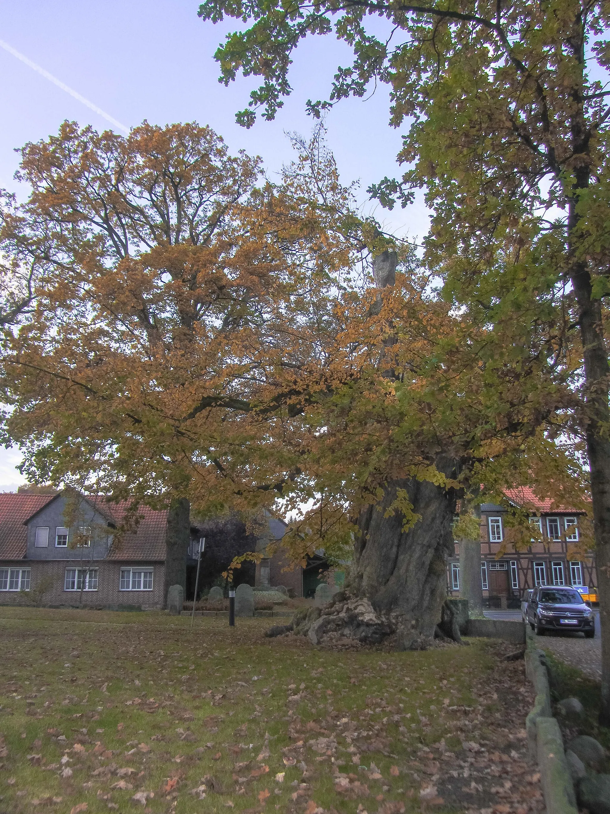 Photo showing: Ulenboom, (600 Jahre alte Linde) in Jembke